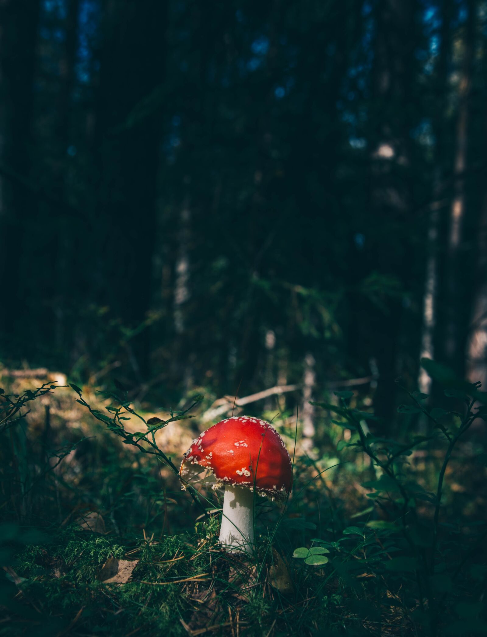 Canon EOS 6D + Canon EF 24-105mm F4L IS USM sample photo. Forest, fungus, grass photography