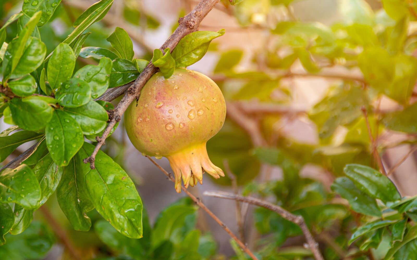 Nikon D500 sample photo. Pomegranate, fruit, matures photography