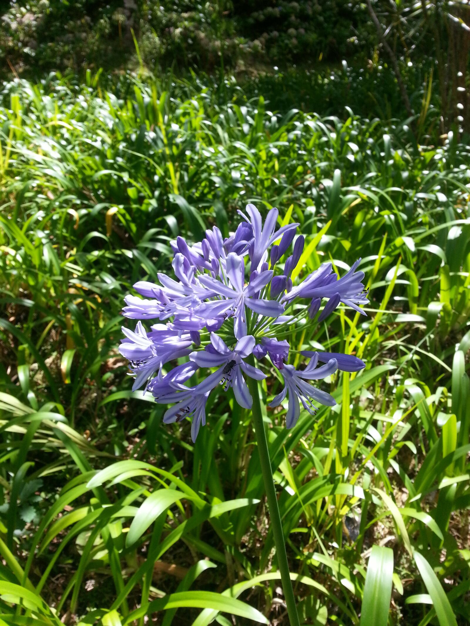 Samsung Galaxy S3 sample photo. Flower, nature, beetle photography