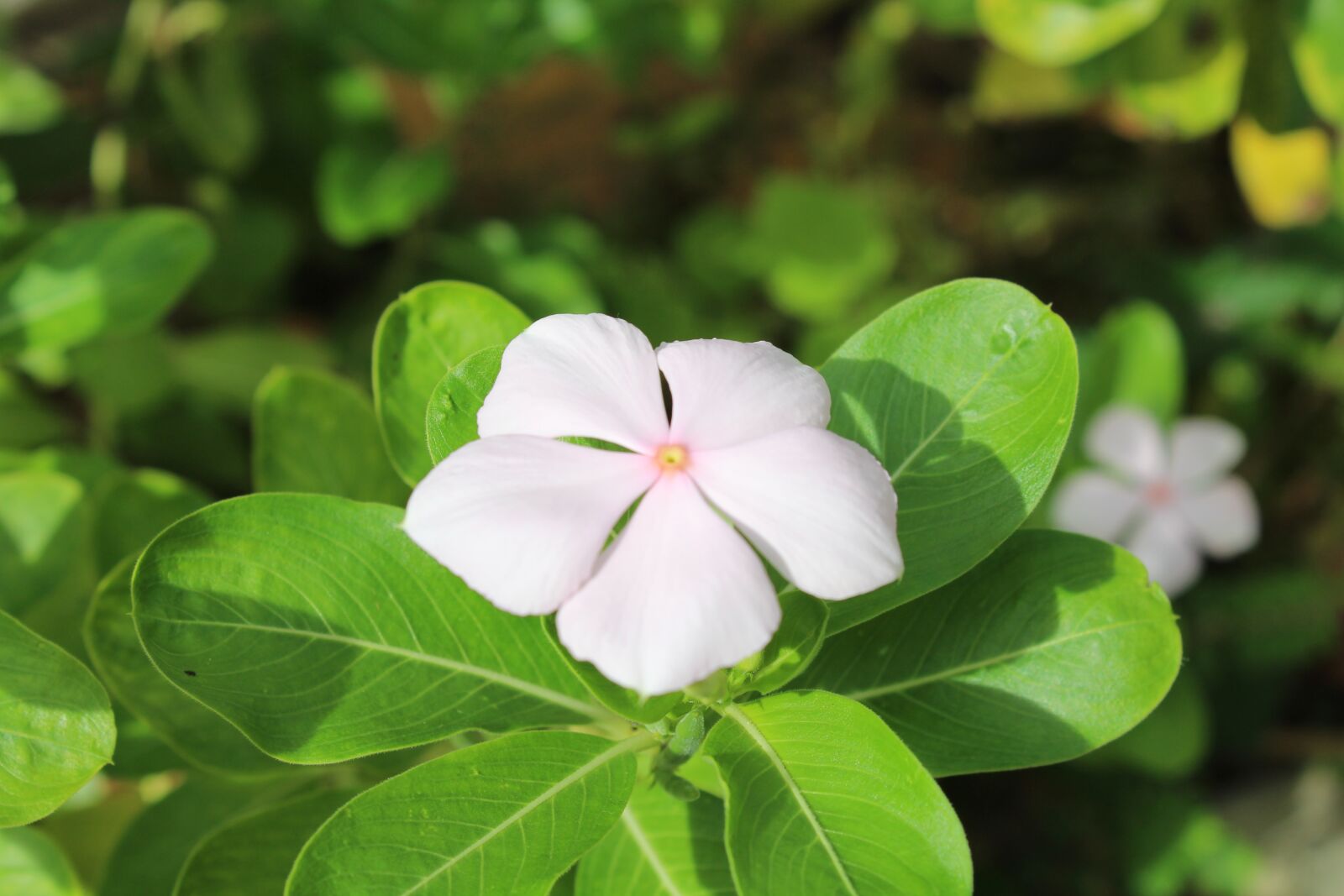 Canon EOS 1200D (EOS Rebel T5 / EOS Kiss X70 / EOS Hi) sample photo. White, flower, spring photography