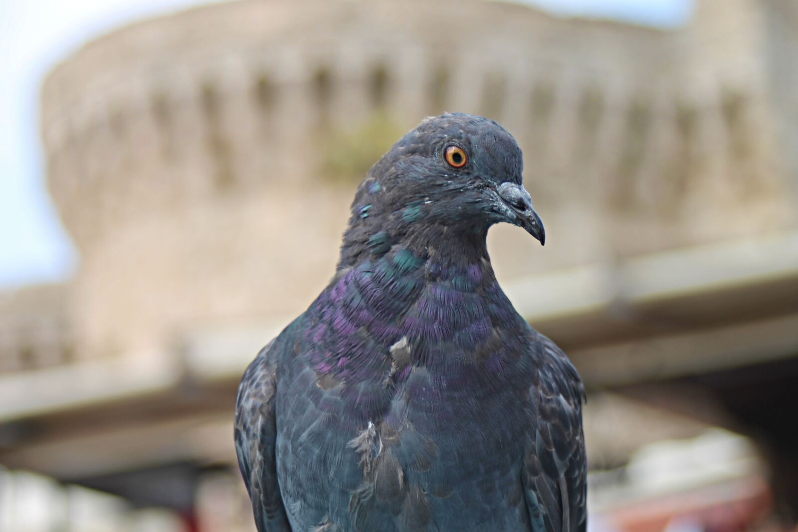 Canon EOS 1100D (EOS Rebel T3 / EOS Kiss X50) + Canon EF 28-80mm f/3.5-5.6 sample photo. Dove, bird, animal photography