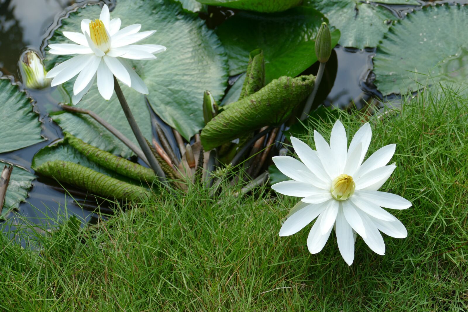 Panasonic Lumix DMC-FZ1000 sample photo. Water lily, vietnam, asia photography