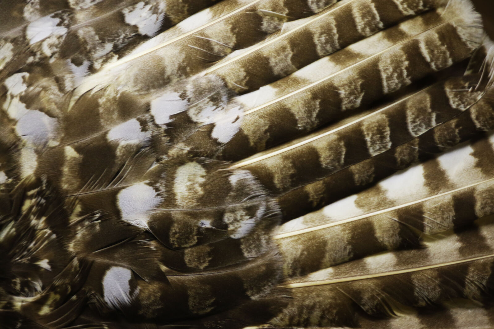 Canon EOS 7D Mark II sample photo. Animal, background, bird, feathers photography