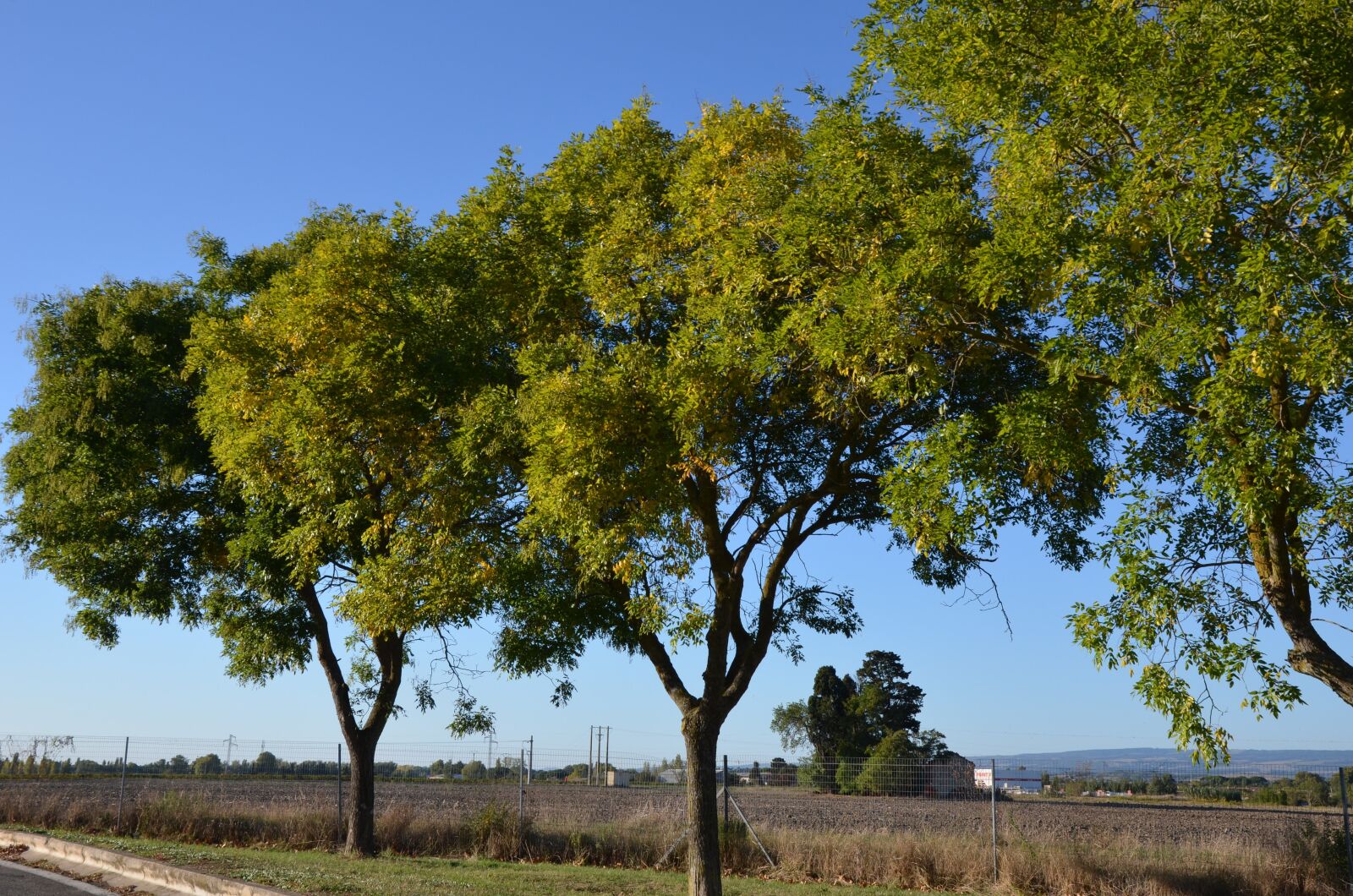Nikon D5100 sample photo. Landscapes, trees, forest photography
