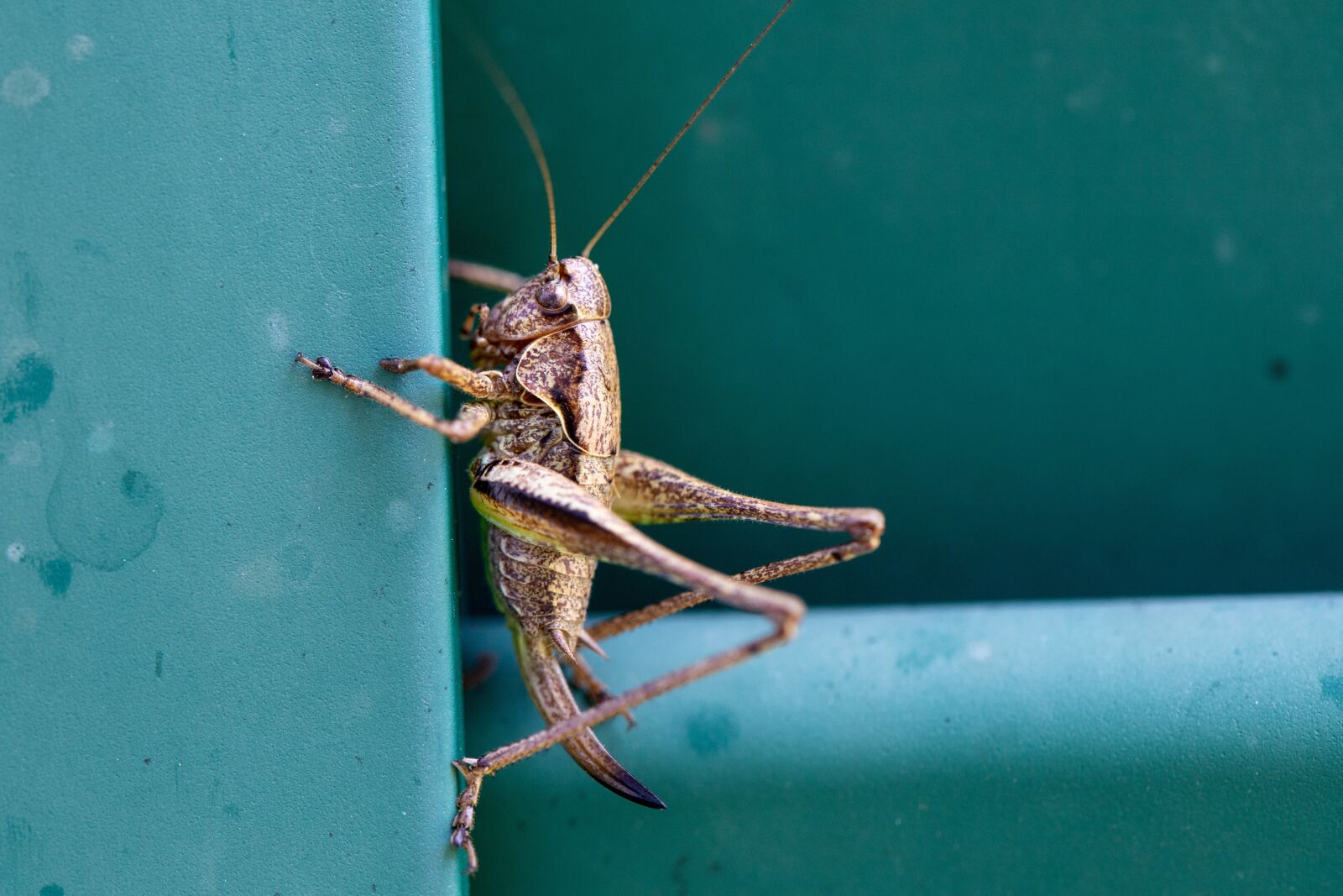 Canon EOS RP sample photo. Grasshopper, insect, animal photography