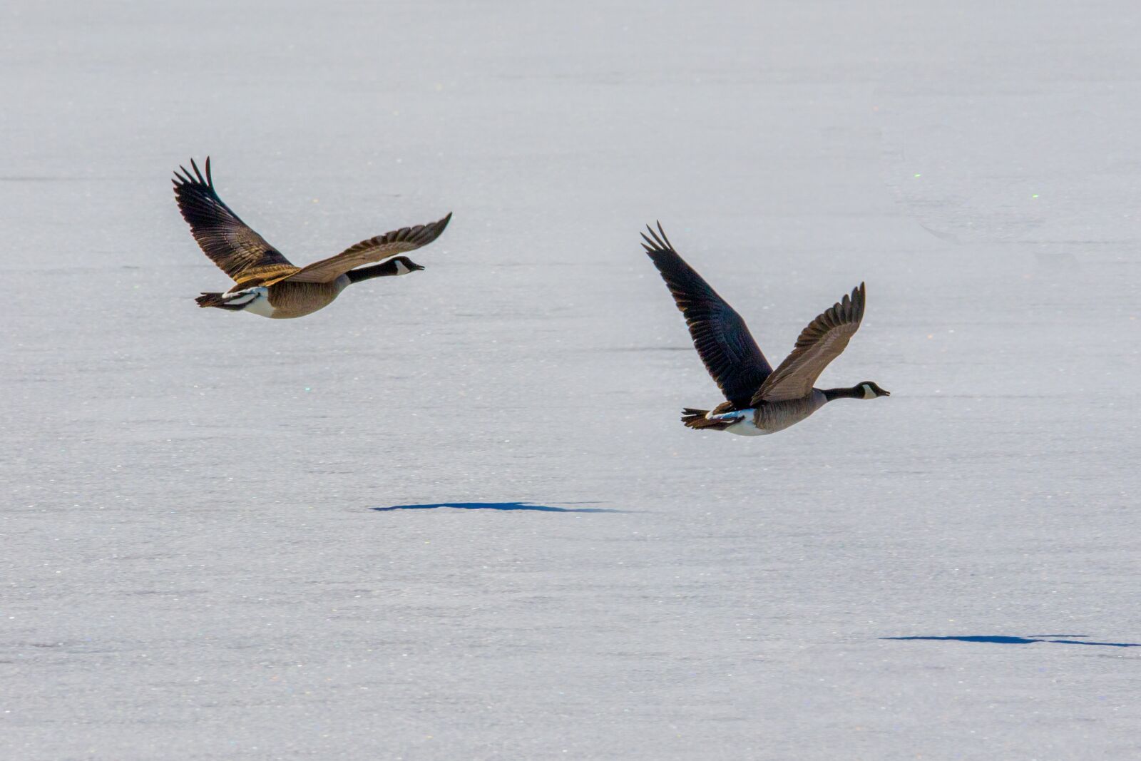Canon EOS 7D Mark II sample photo. Canada geese, flying, lake photography