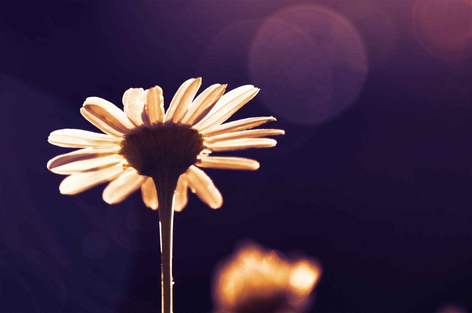 Nikon D7000 sample photo. Chamomile, flower, herb photography