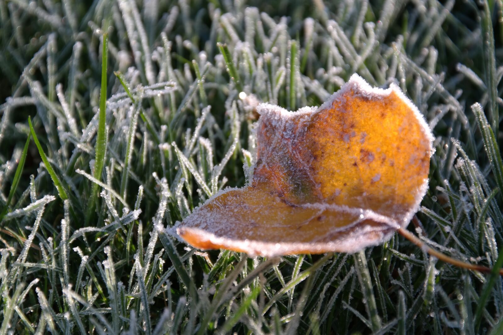 Samsung NX300 sample photo. Winter, frost, hoarfrost photography