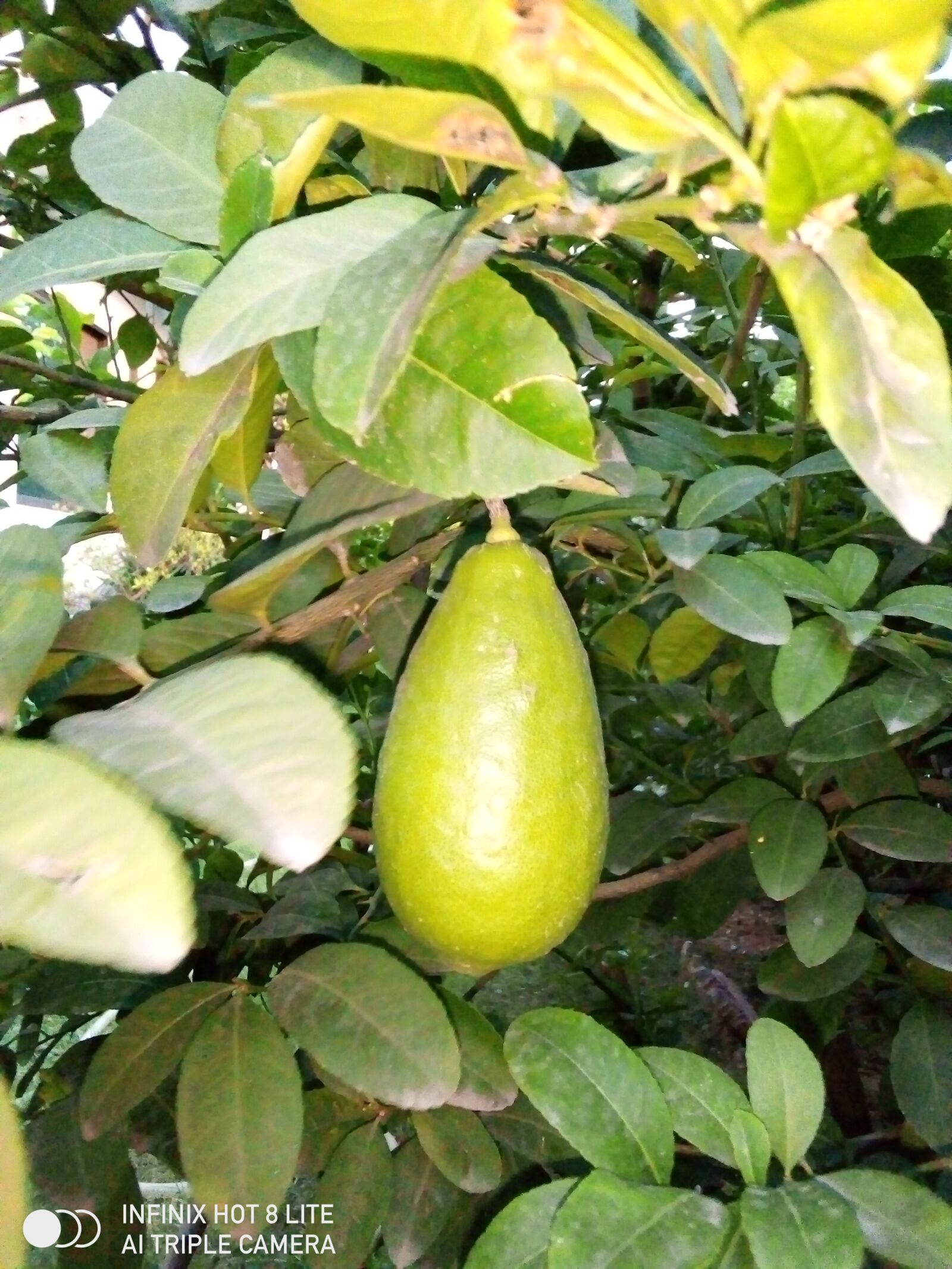 INFINIX MOBILITY LIMITED Infinix X650 sample photo. Lemon, green, oval lemon photography
