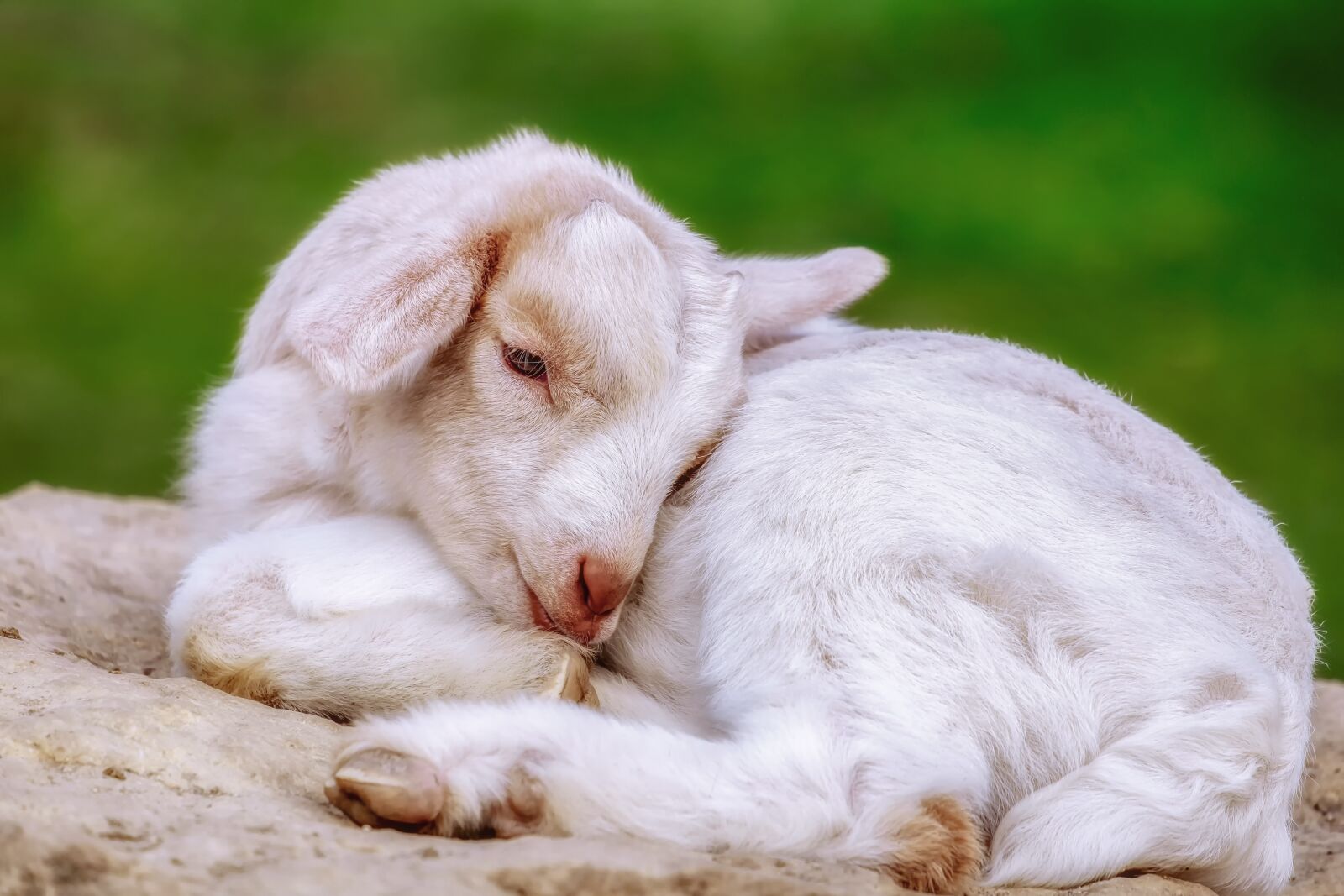 Fujifilm XF 55-200mm F3.5-4.8 R LM OIS sample photo. Goat, kitz, animal photography