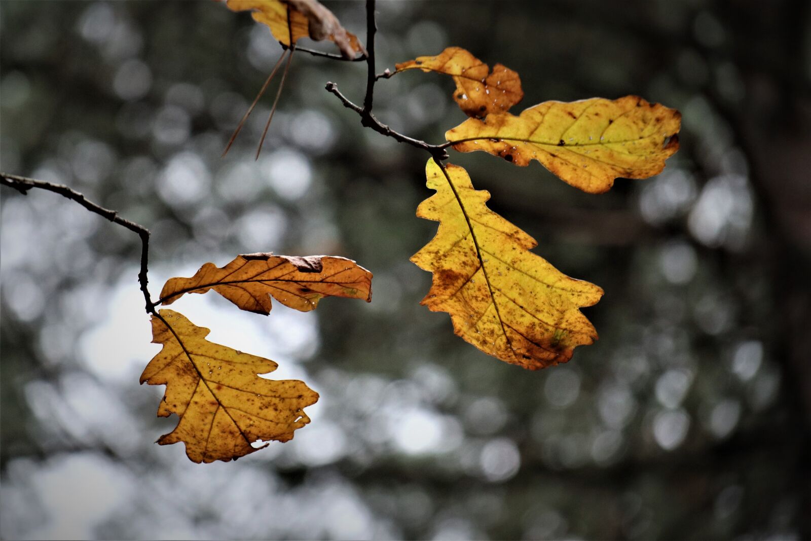 Canon EOS M6 sample photo. November, vanishing, foliage photography