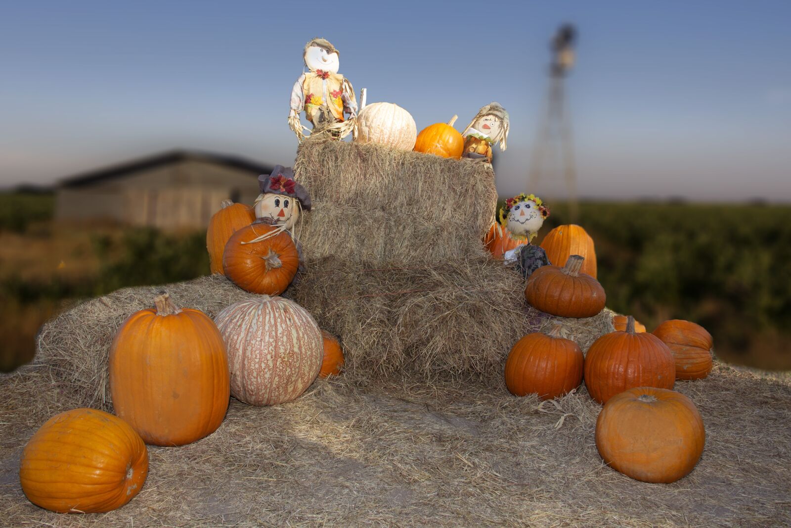 Canon EF-S 18-135mm F3.5-5.6 IS sample photo. Pumpkins, fall, autumn photography
