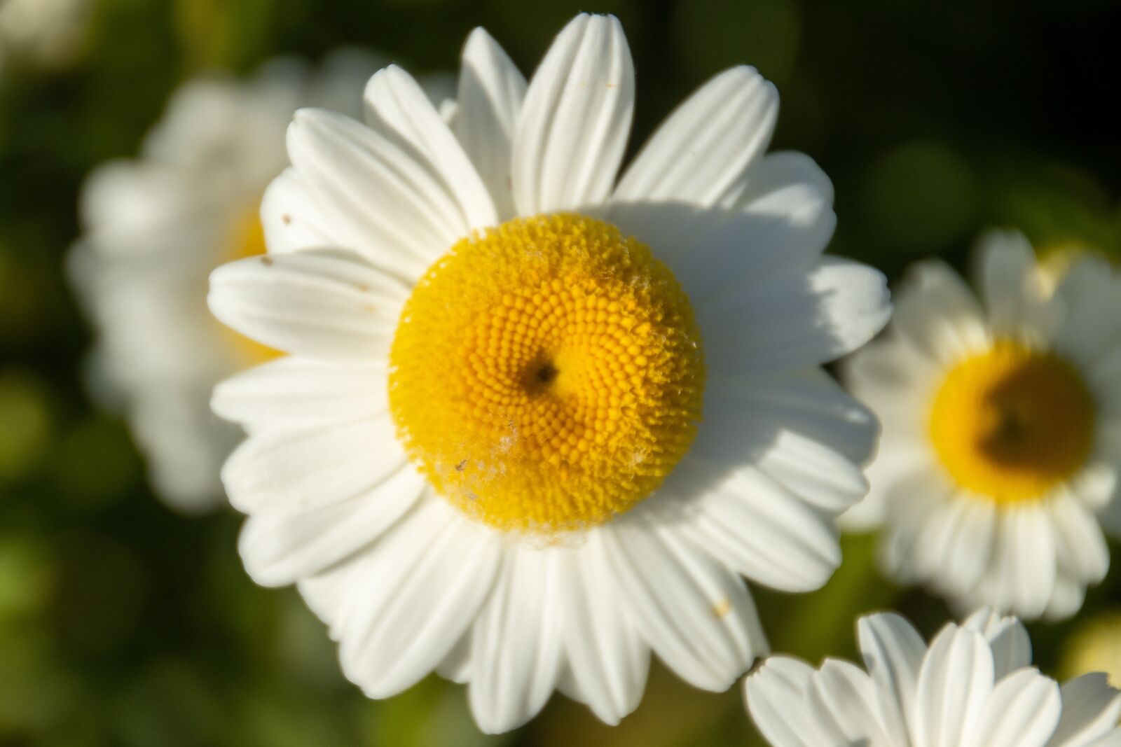 Canon EOS 90D sample photo. Daisy, white, garden photography