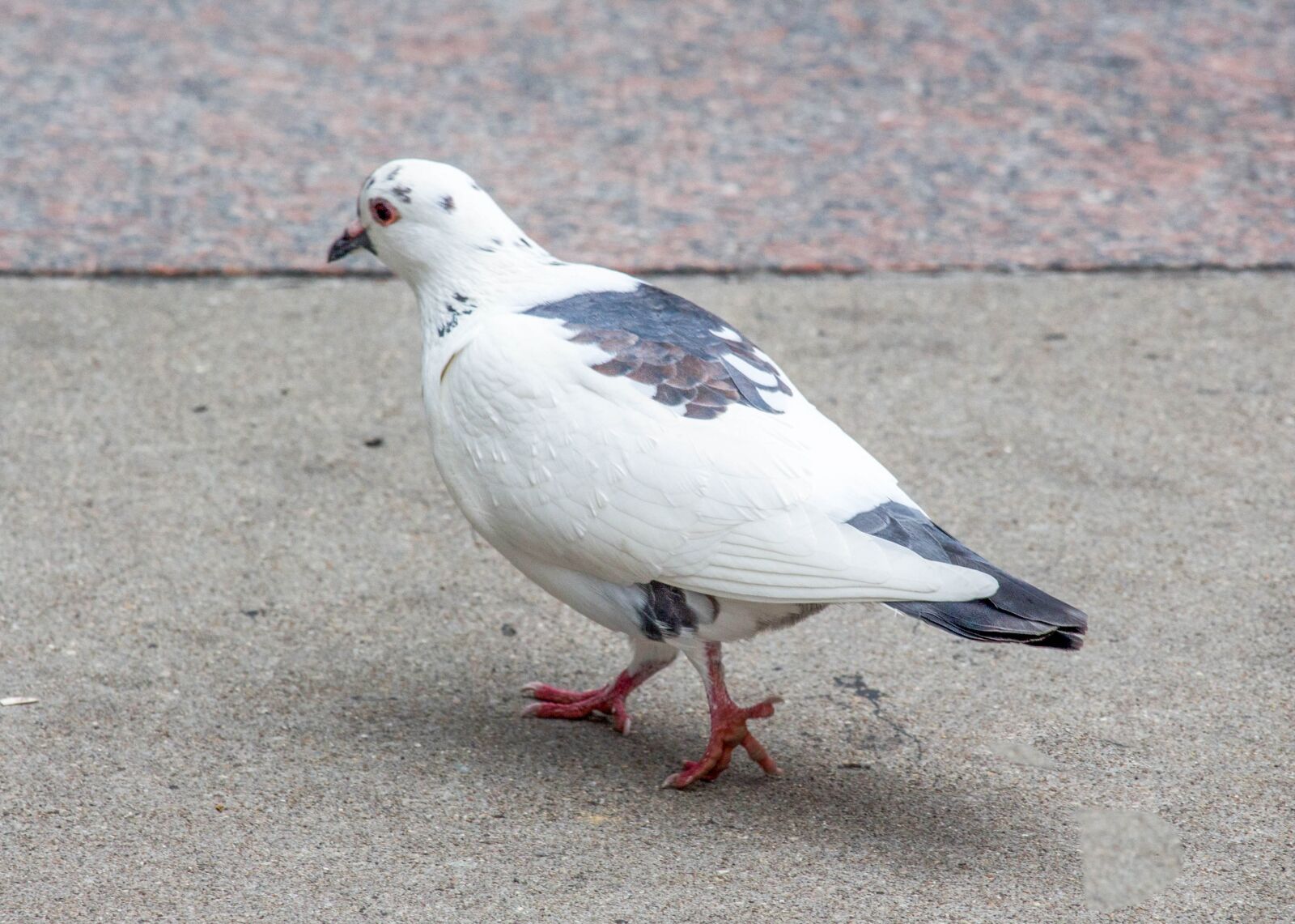 Canon EOS 700D (EOS Rebel T5i / EOS Kiss X7i) sample photo. Bird, outdoors, nature photography