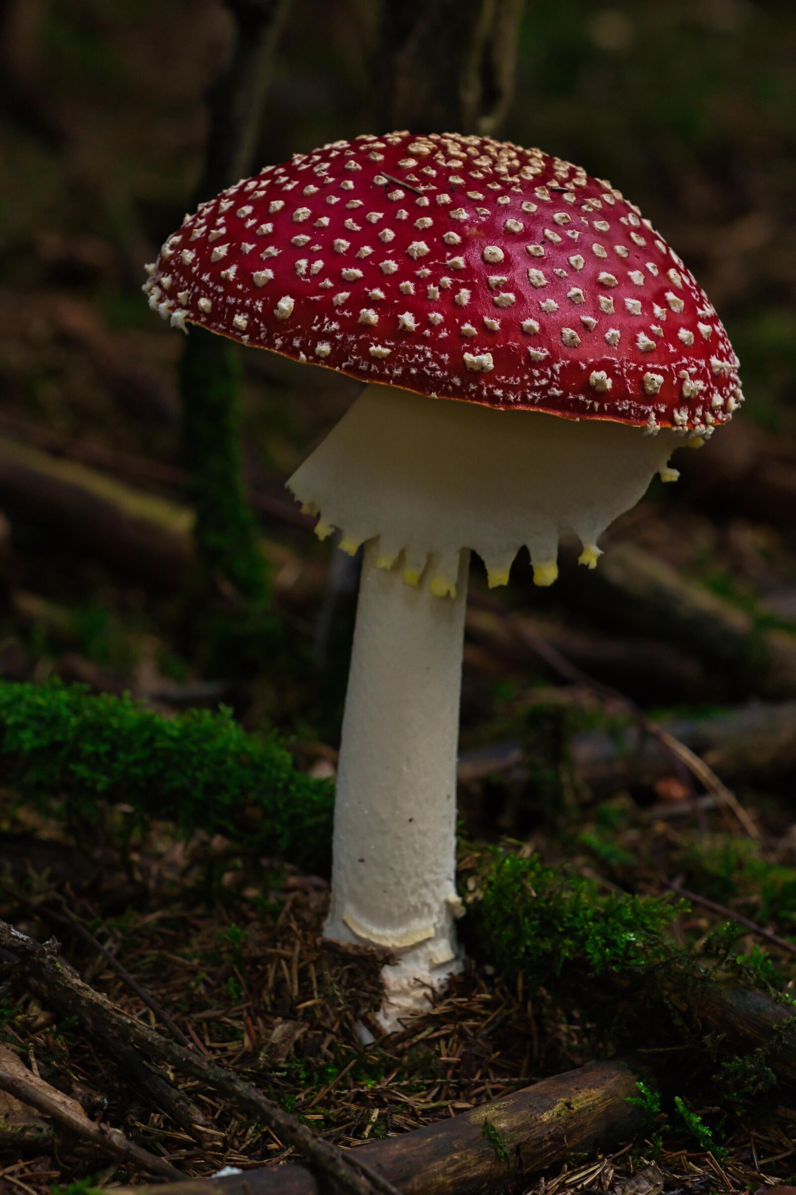 Canon EOS 80D + Canon EF 70-200mm F2.8L IS II USM sample photo. Mushroom, fly agaric, forest photography