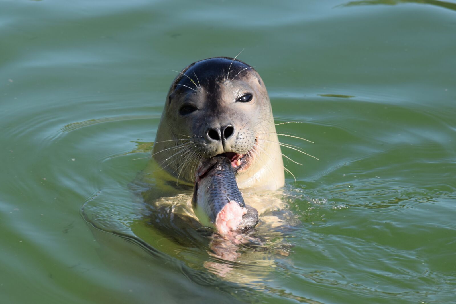 Nikon D3300 sample photo. Seal, eating, snack photography