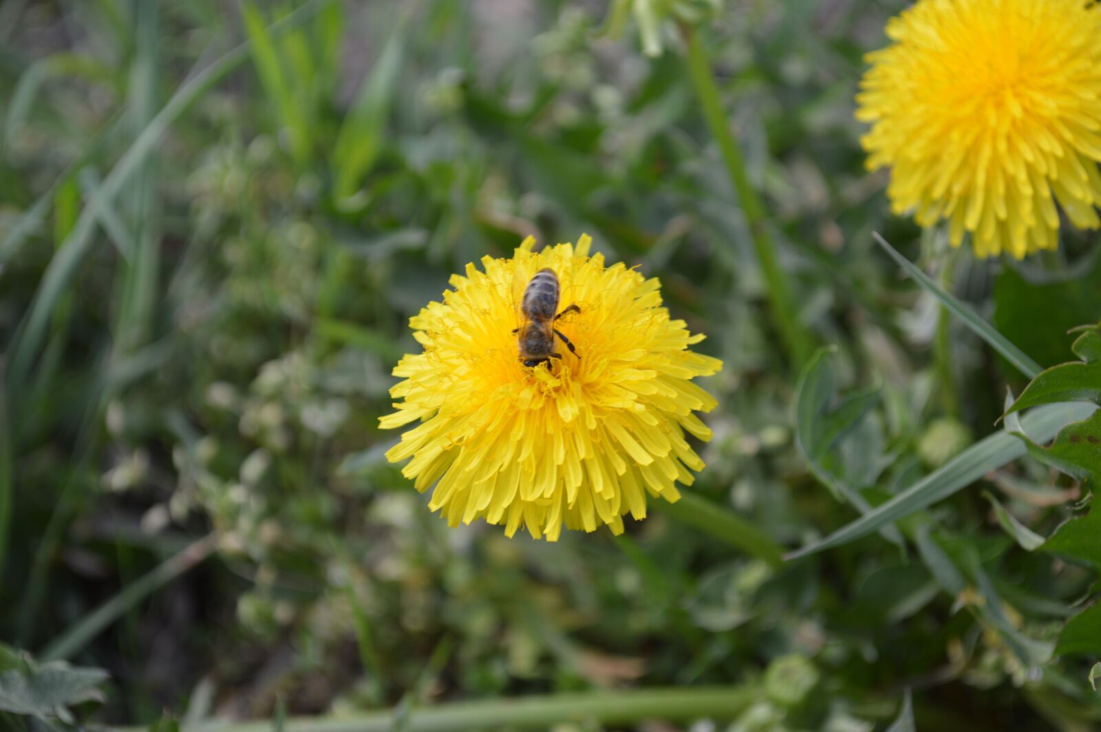 Nikon D3200 sample photo. Bee, flower, nature photography