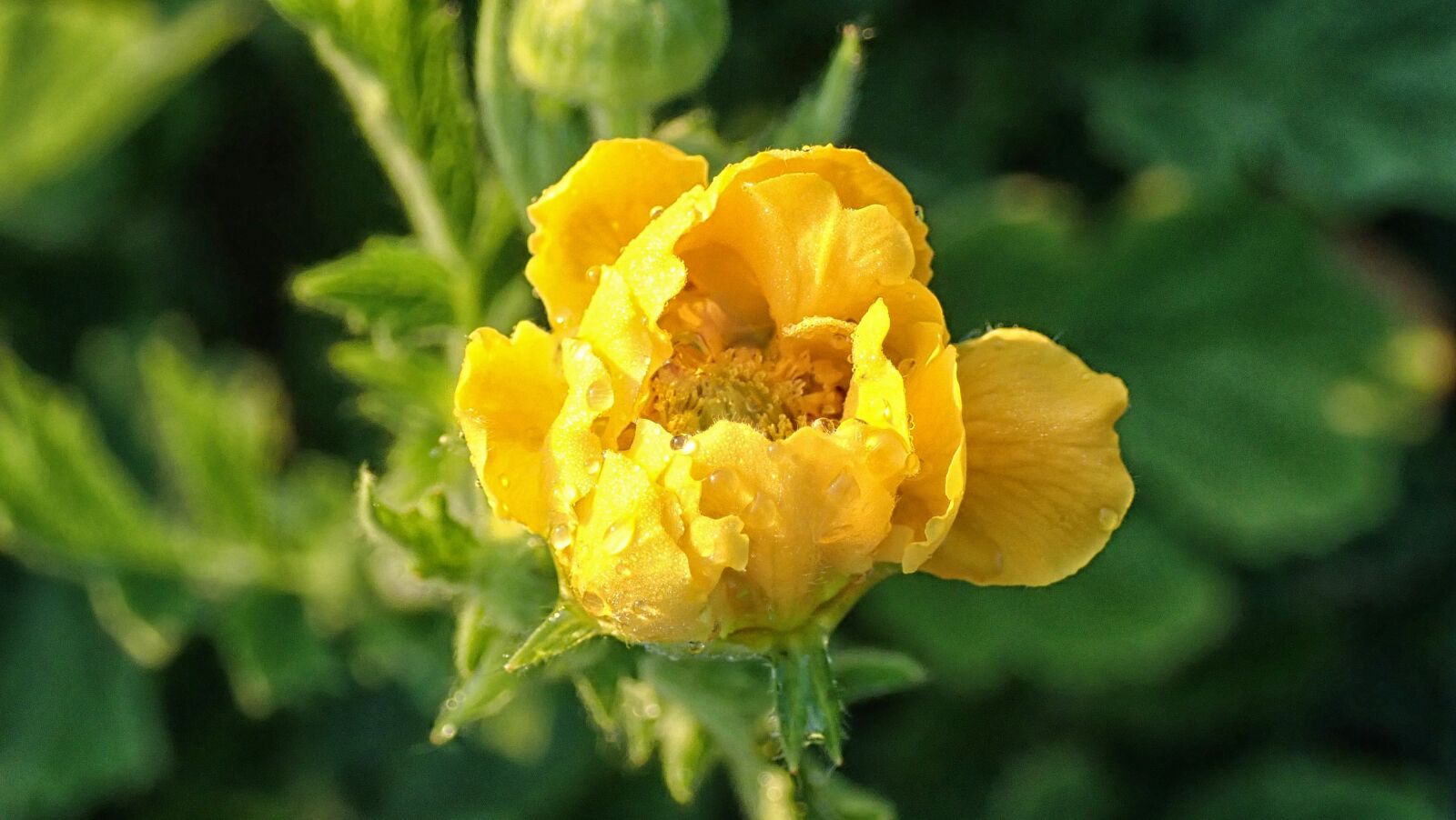Olympus TG-5 sample photo. Flower, yellow, dew photography