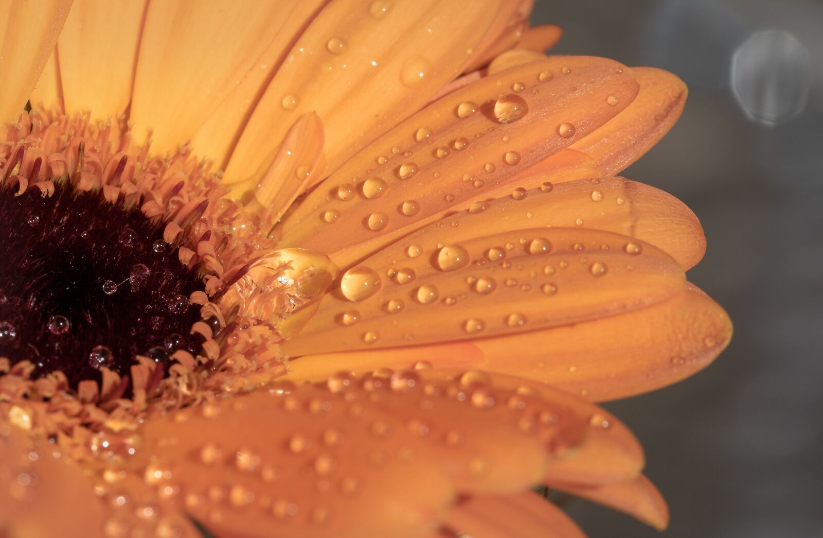 Canon EOS 750D (EOS Rebel T6i / EOS Kiss X8i) sample photo. Gerbera, drip, wet photography