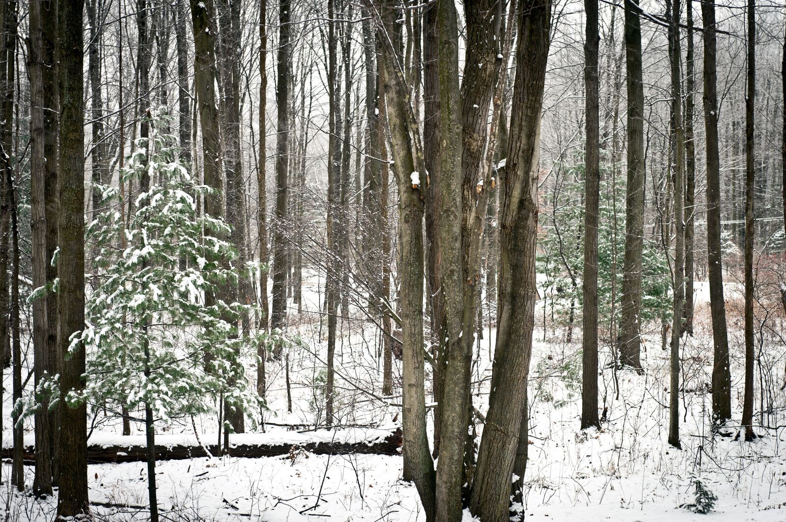 Nikon D700 sample photo. Wood, tree, winter photography