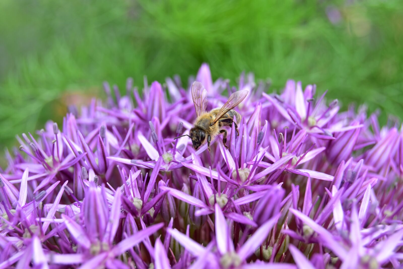 Nikon D5600 sample photo. Bee, wild bee, flower photography