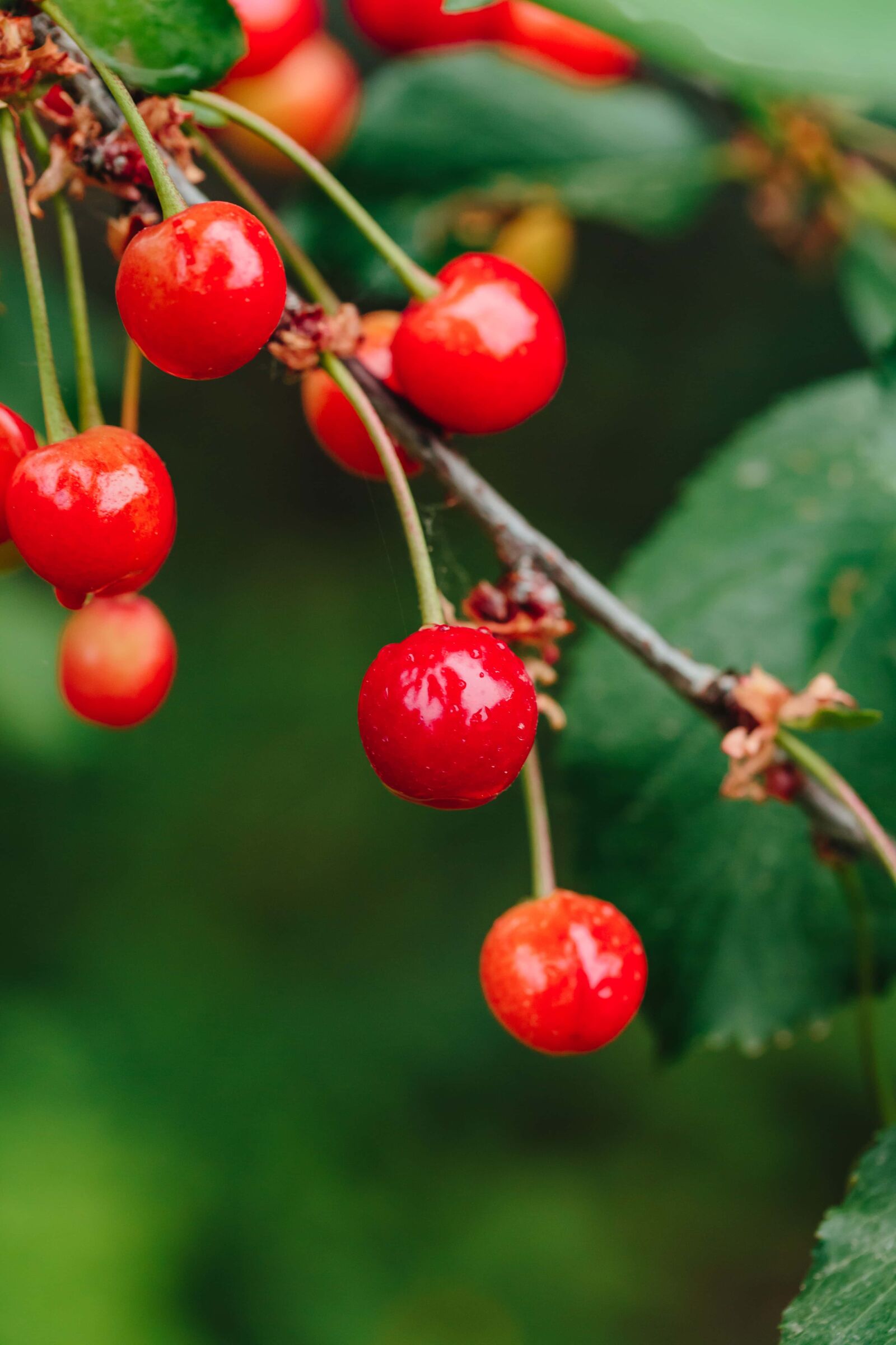 Canon EF 100mm F2.8 Macro USM sample photo. Cherries, berry, plant, fruit photography