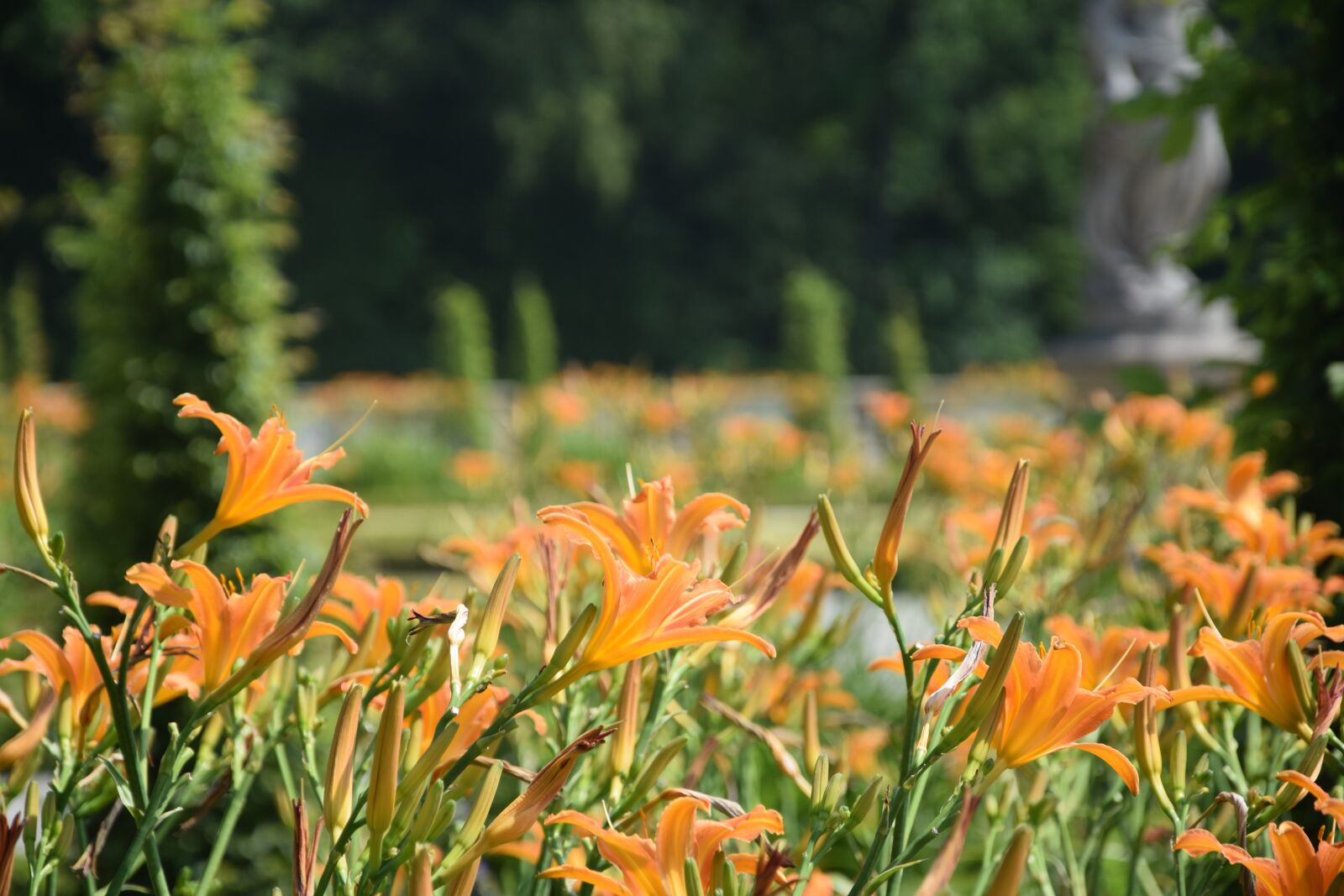 Nikon D3300 sample photo. Flowers, garden, plants photography
