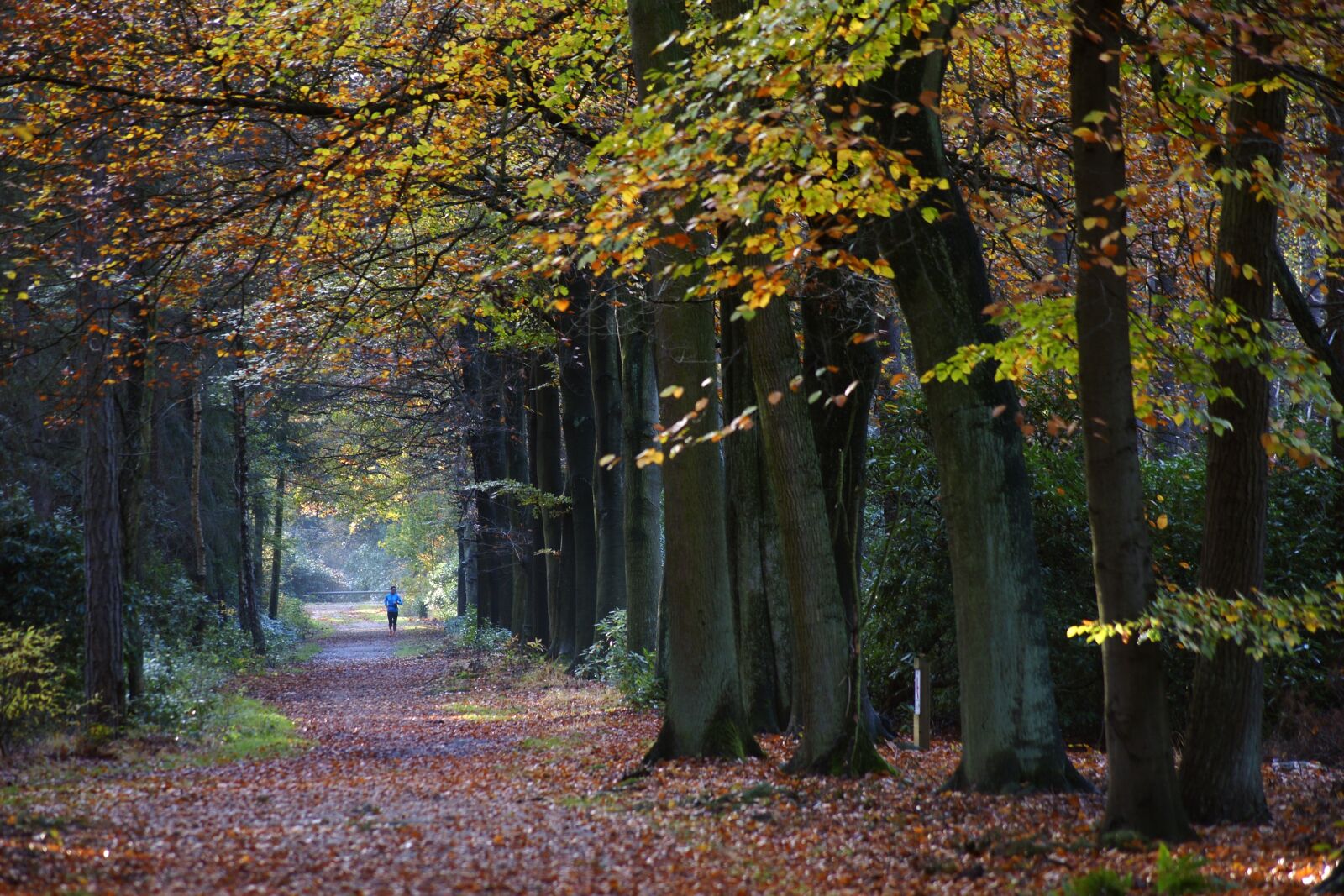 Sony Alpha DSLR-A700 sample photo. Fall, tree, leaf photography