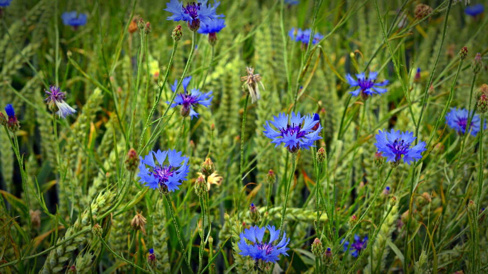 Nikon D5200 sample photo. Cornflower, blossom, bloom photography