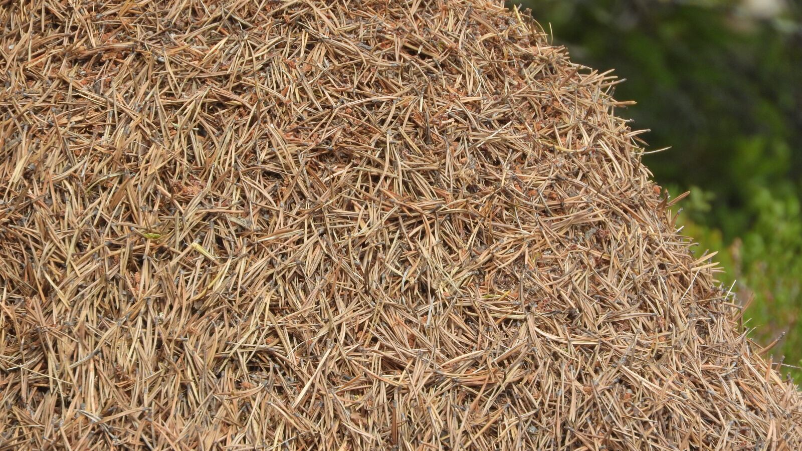 Nikon Coolpix P610 sample photo. The anthill, a bunch photography