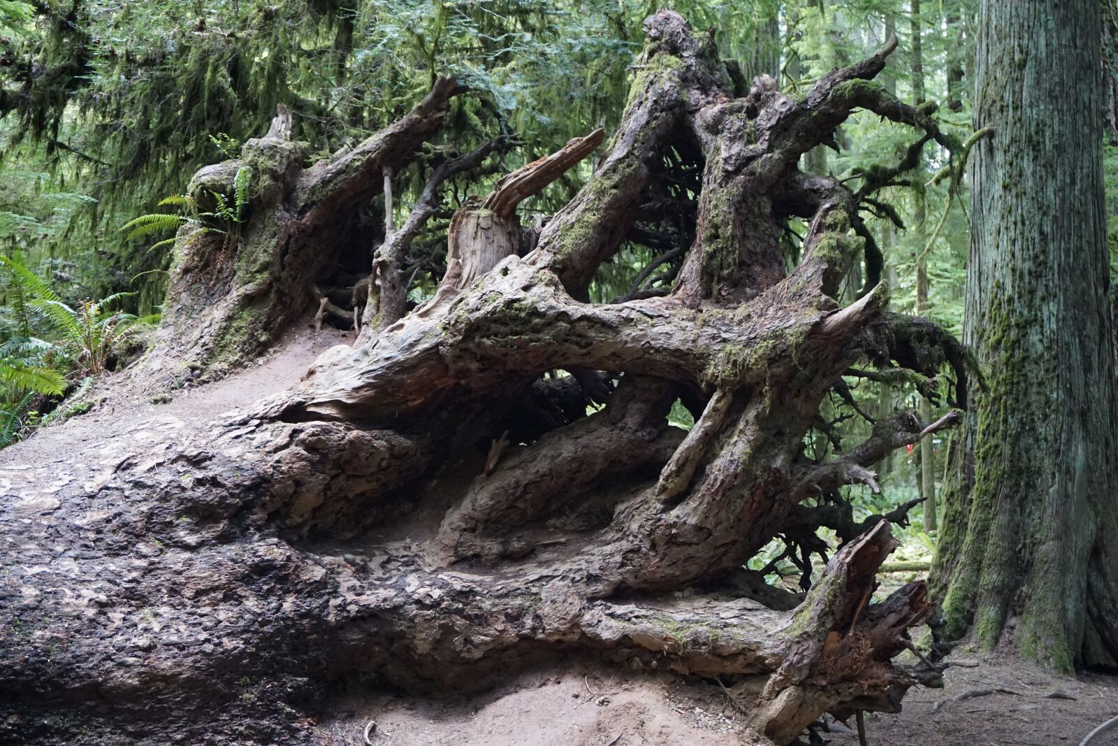Sony a6000 sample photo. Cathedral grove, victoria bc photography