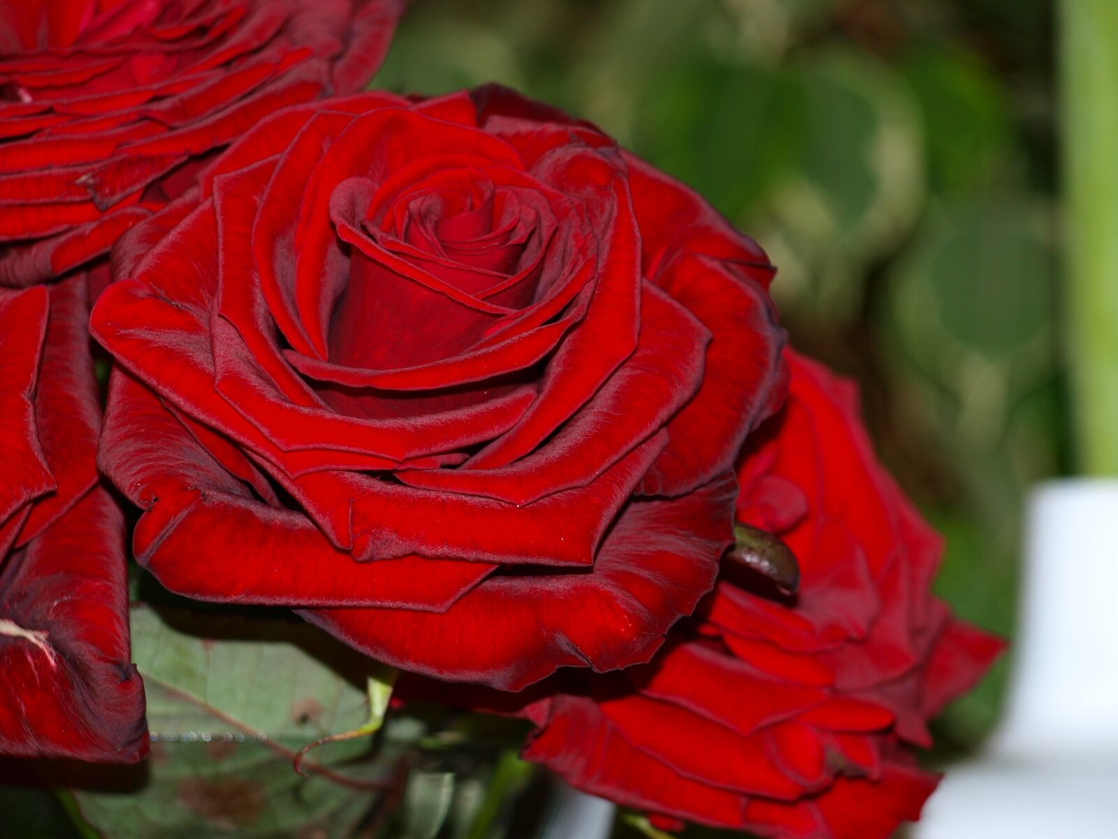Olympus E-420 (EVOLT E-420) sample photo. Flowers, roses, nature photography