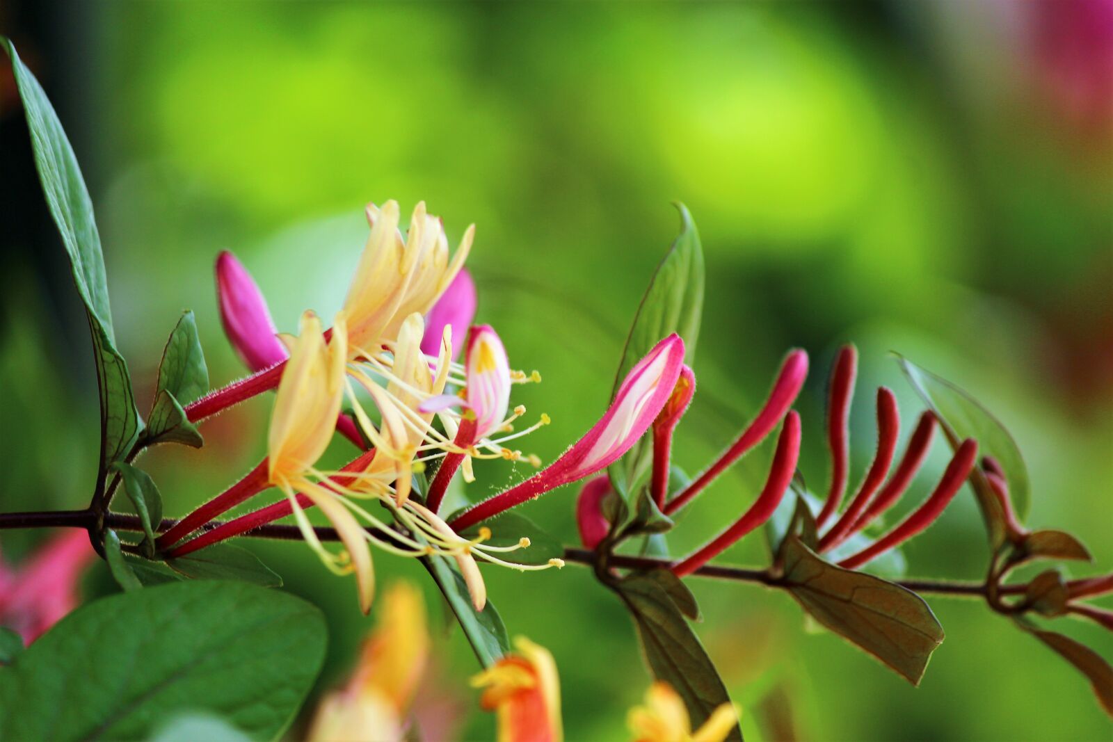 Canon EOS 600D (Rebel EOS T3i / EOS Kiss X5) sample photo. Honeysuckle, spring photography