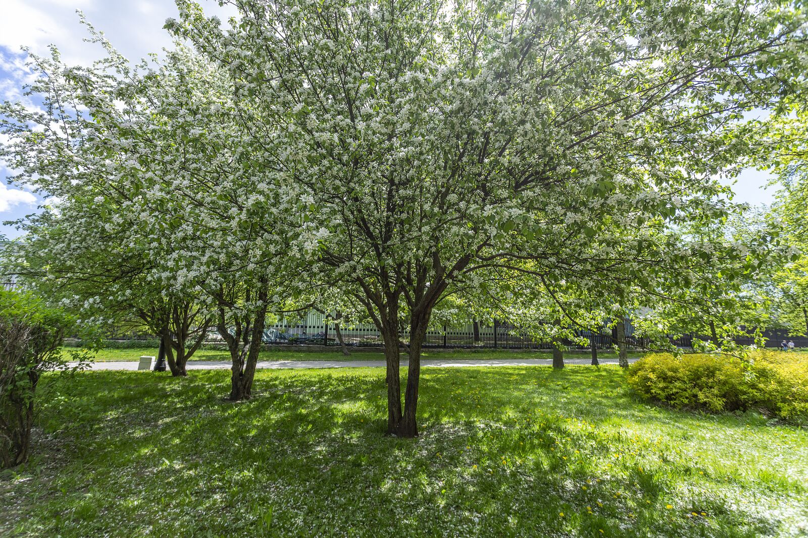 Canon EOS 6D + Canon EF 17-40mm F4L USM sample photo. Spring, may, beauty photography