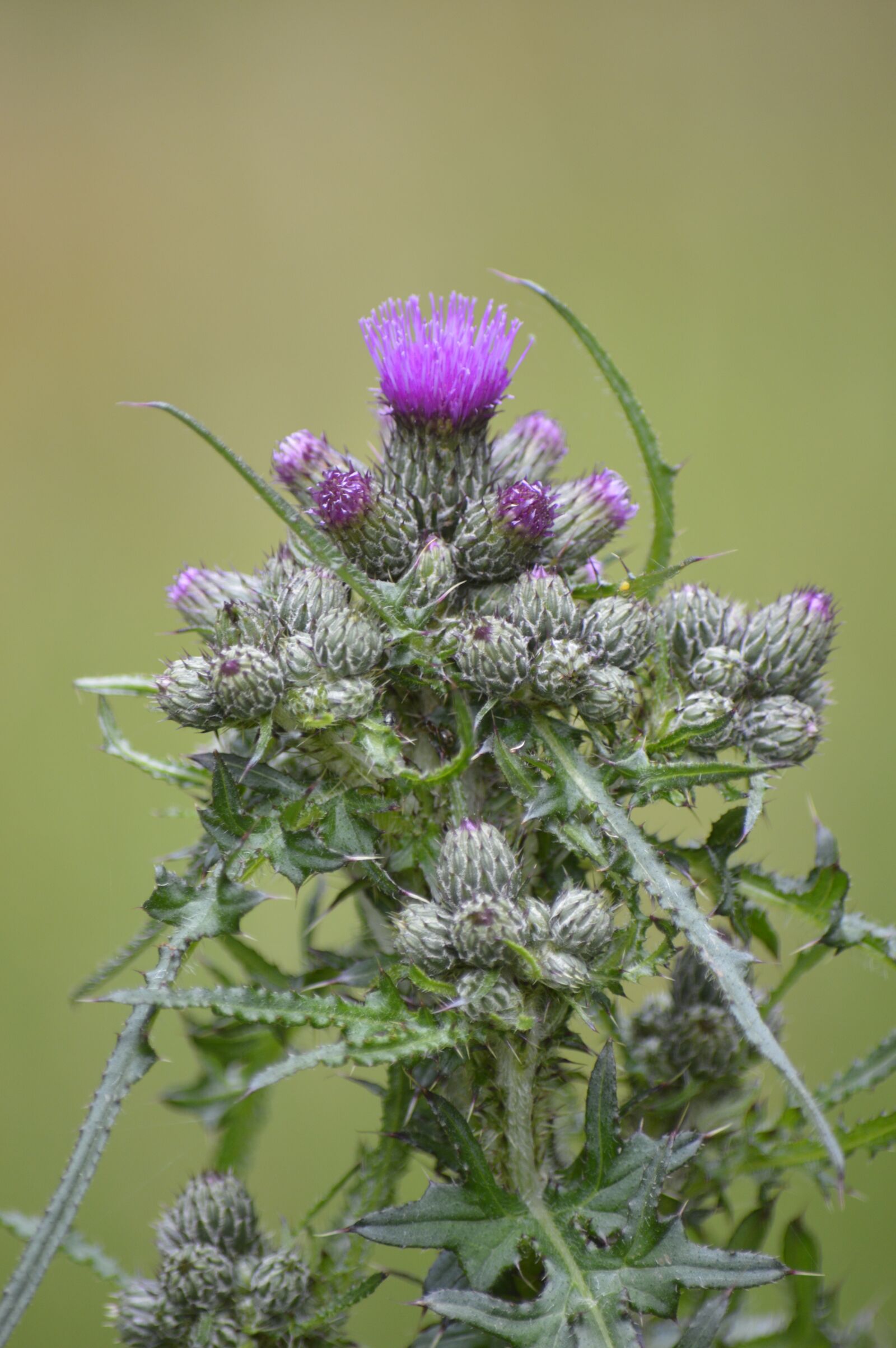 Nikon D3200 sample photo. Thistle, swamp-scratch-thistle, cirsium palustre photography