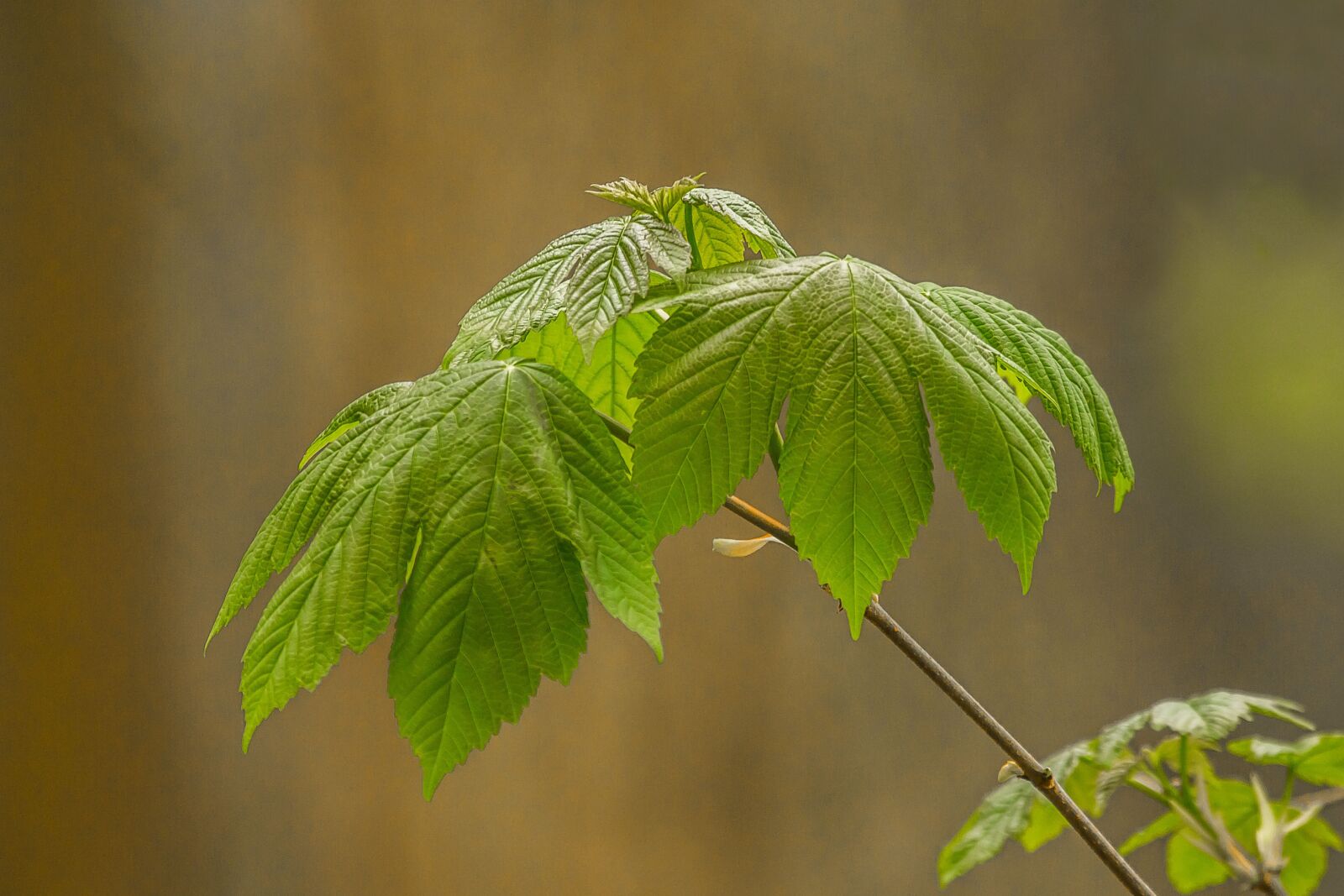 Canon EOS 60D sample photo. Foliage, tree, nature photography