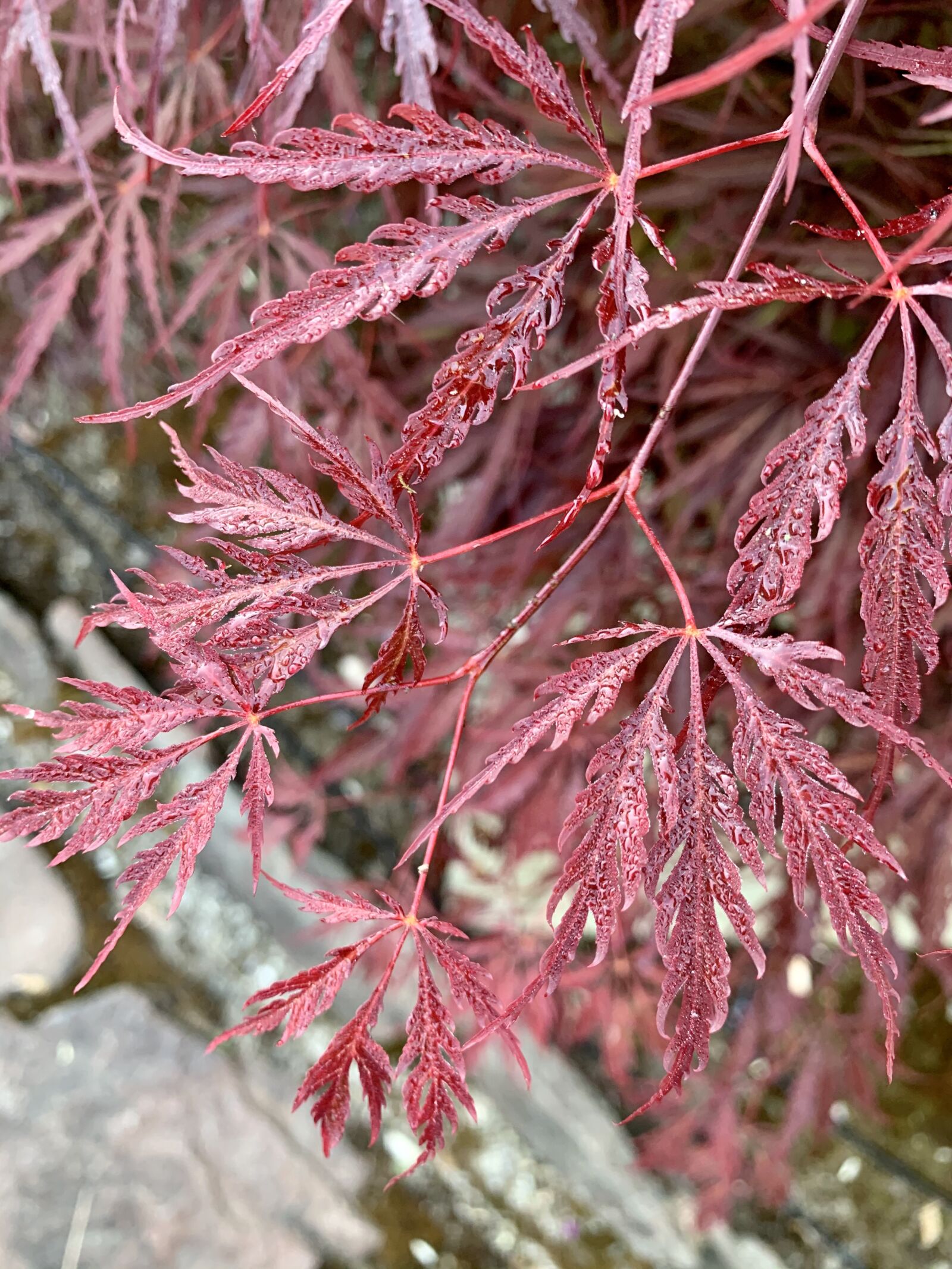 Apple iPhone XS Max sample photo. Maple leaf, tree, leaves photography