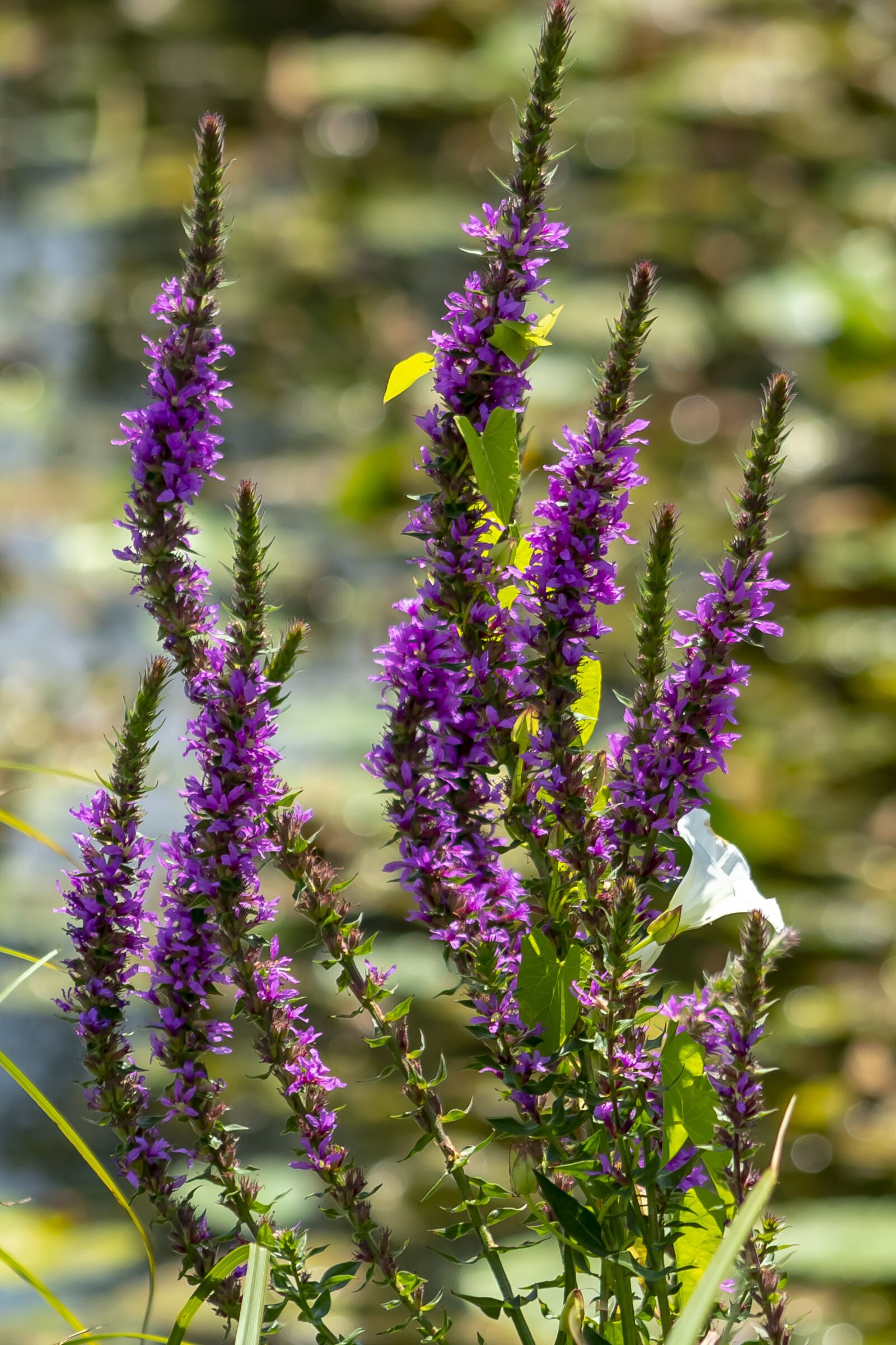 Canon EF75-300mm f/4-5.6 sample photo. Wildflower, meadow flower, flower photography
