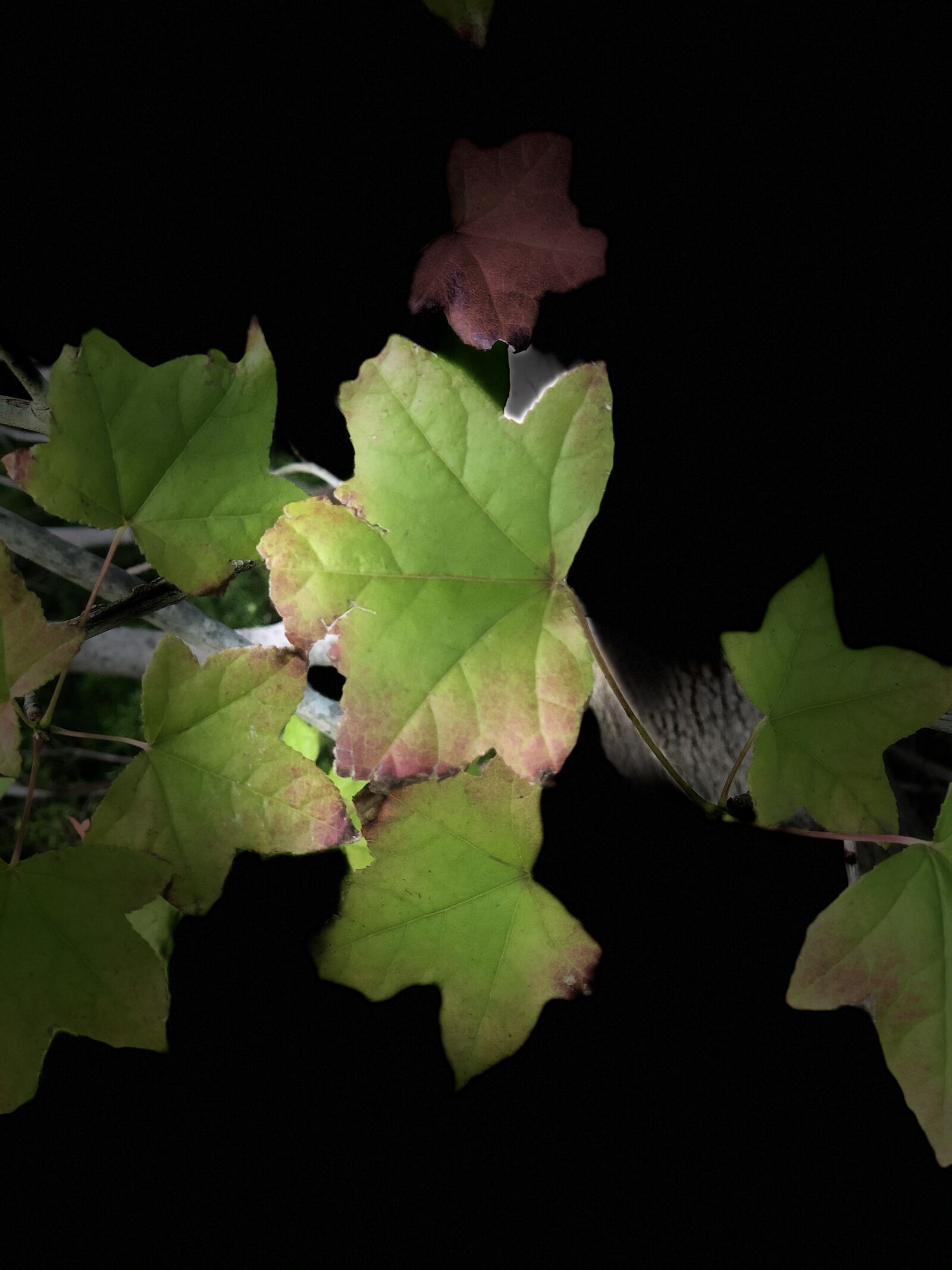 iPhone X back dual camera 6mm f/2.4 sample photo. Leaf, nature, autumn photography