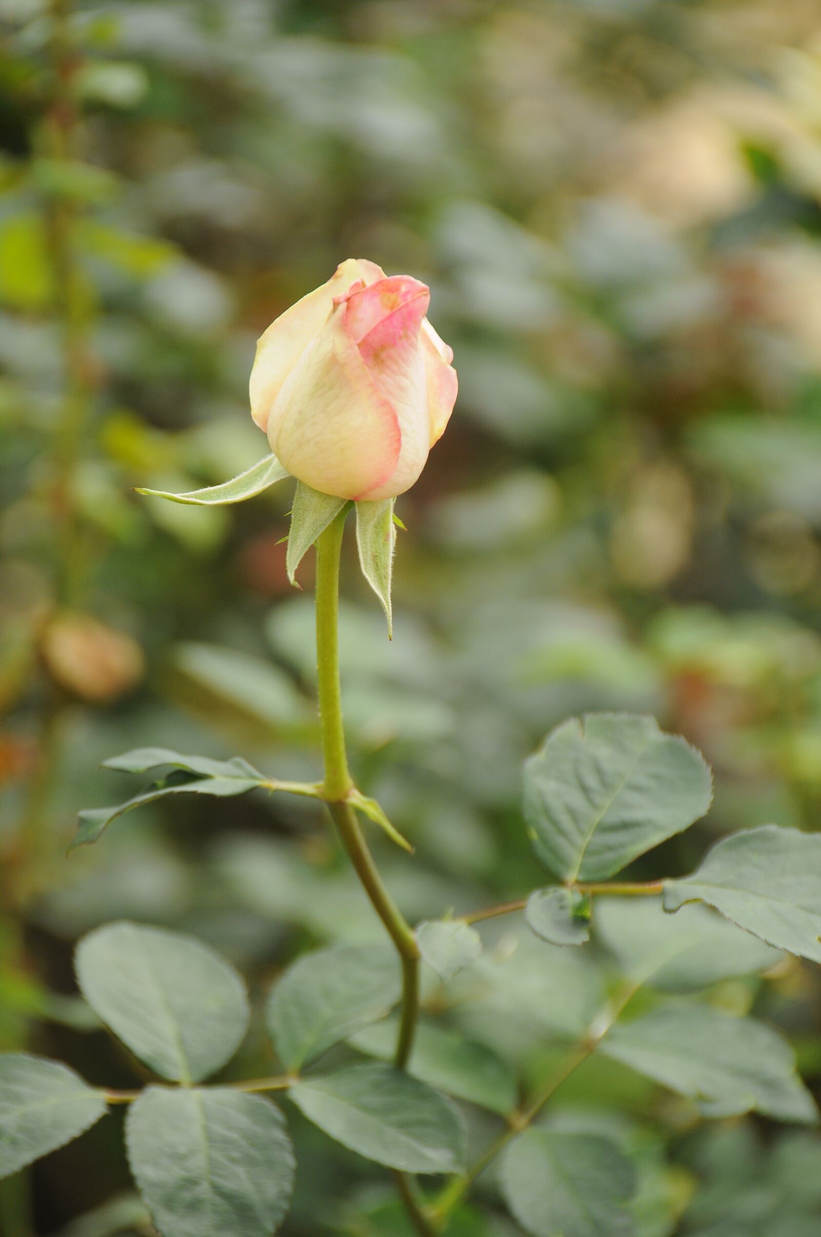 Nikon D90 sample photo. Flower, throat, natural photography