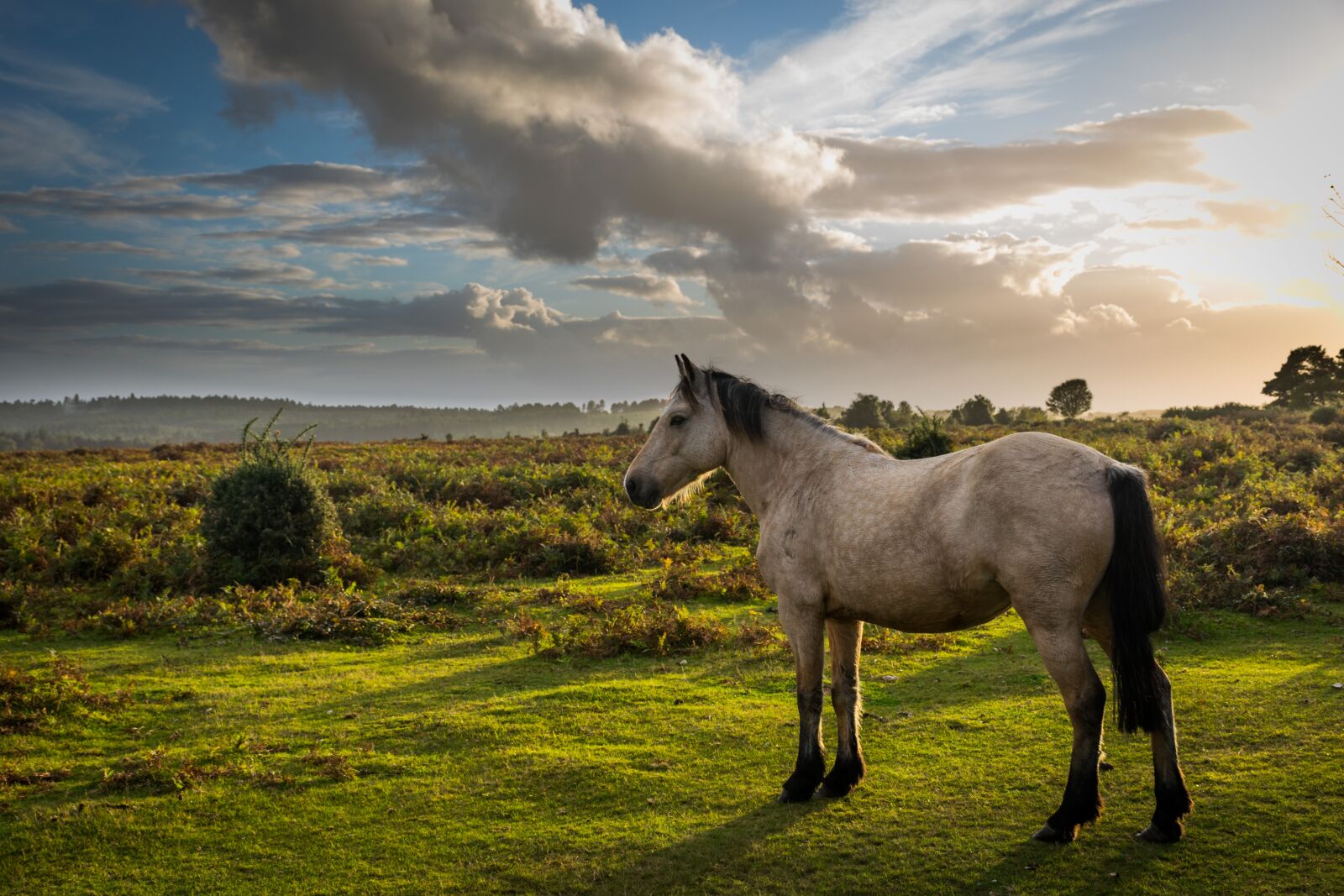 Nikon D3300 sample photo. Horse, nature, animal photography