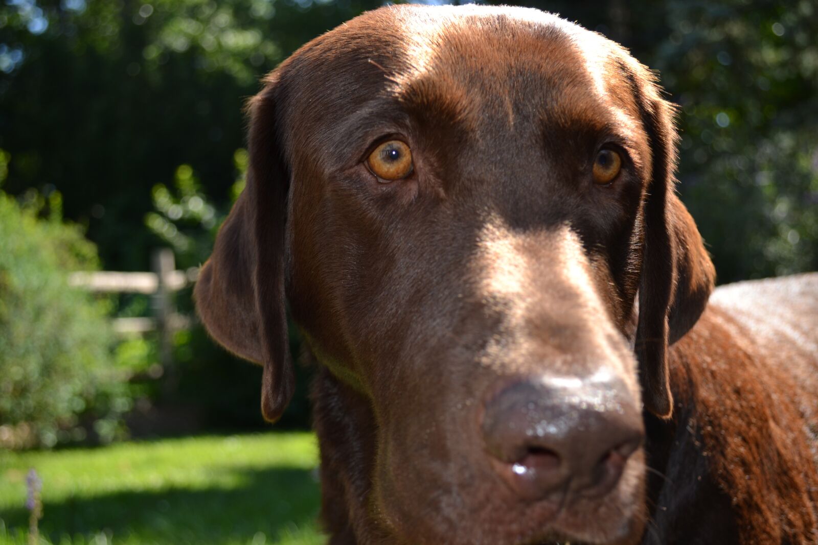 Nikon D3100 sample photo. Labrador, chocolate, pet photography