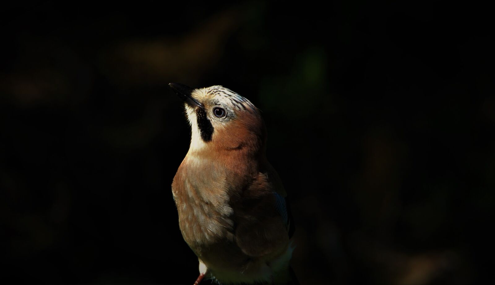Canon EOS 7D sample photo. Jay, bird, songbird photography