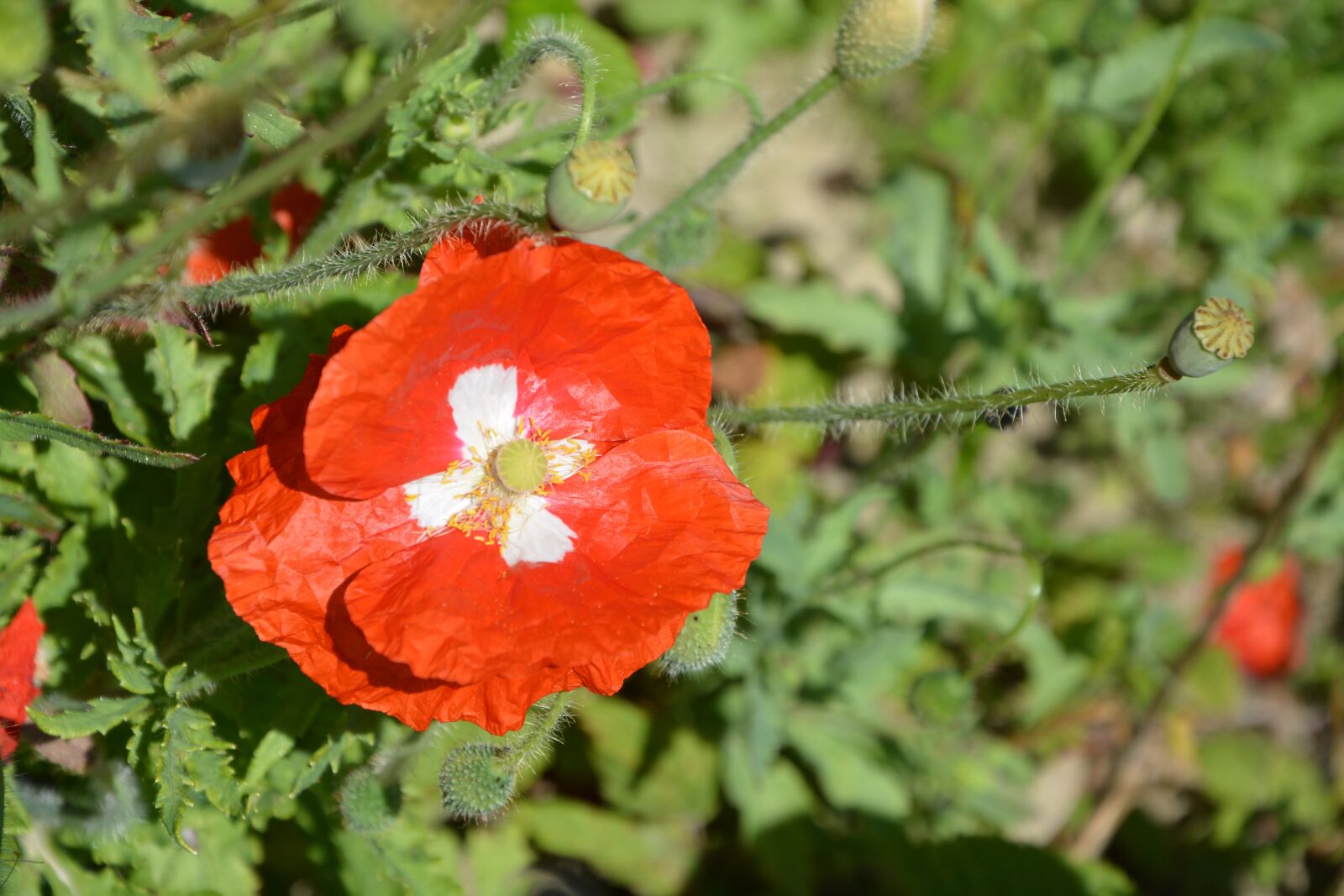 Nikon D5200 sample photo. Poppy, red flower, wild photography