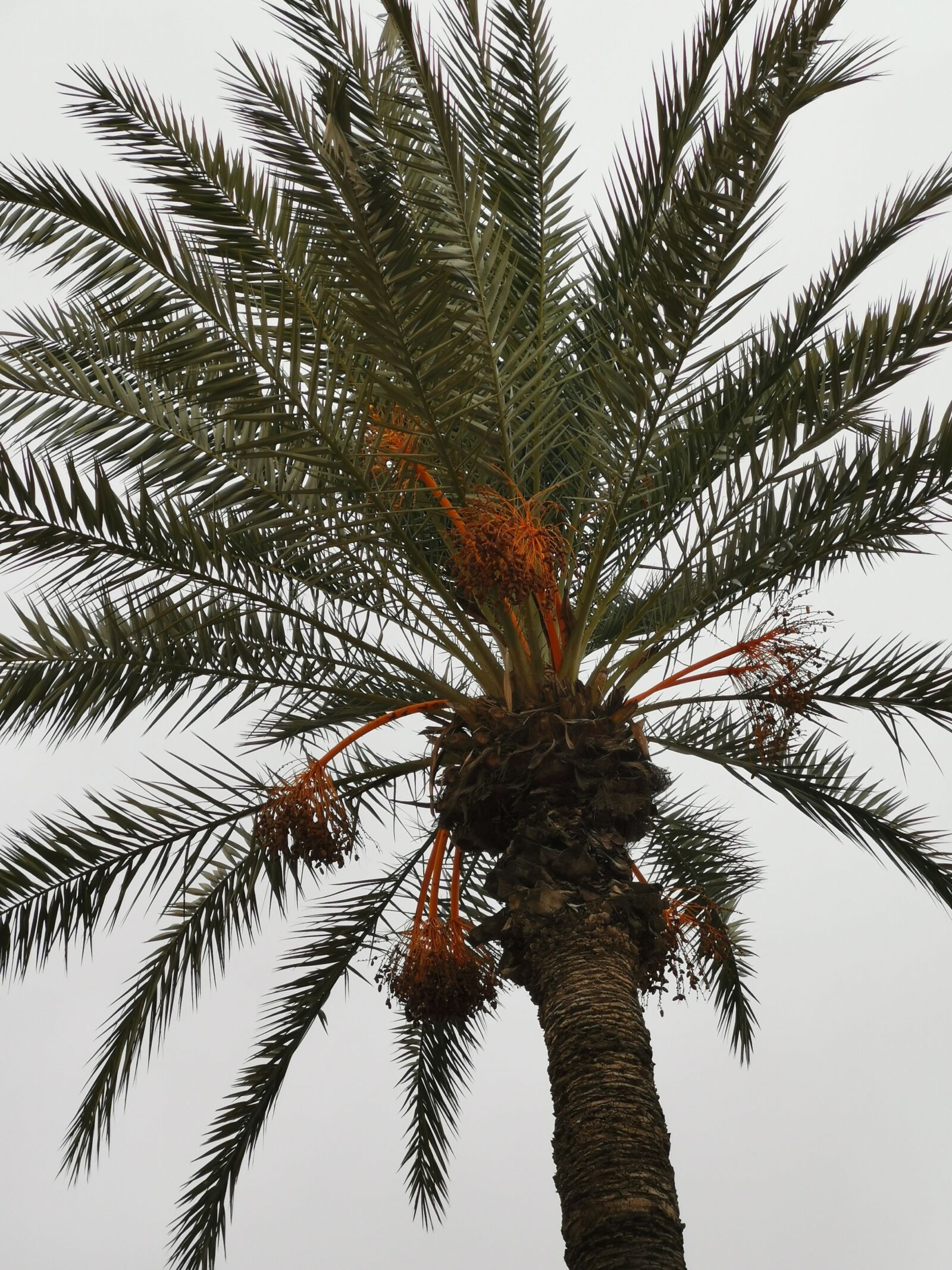 HUAWEI LYA-L29 sample photo. Morocco, palm, palm trees photography