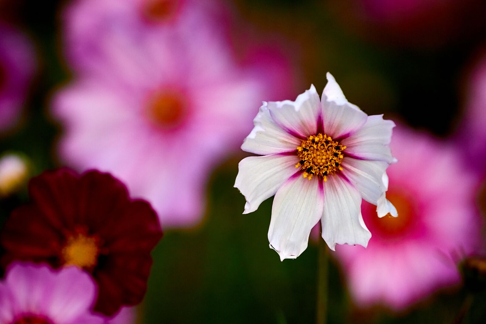 Canon EOS 700D (EOS Rebel T5i / EOS Kiss X7i) sample photo. Lonely, flower, nature photography