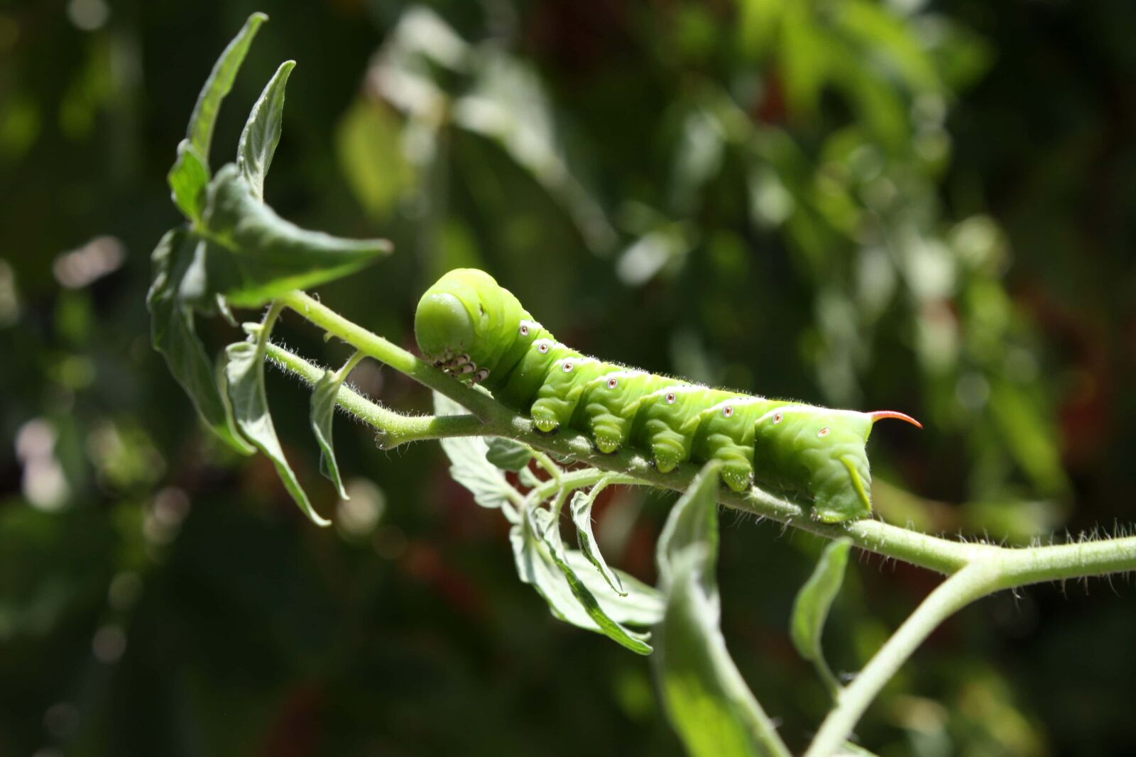 f/3.5-5.6 IS sample photo. Caterpillar, leaf, nature, insect photography