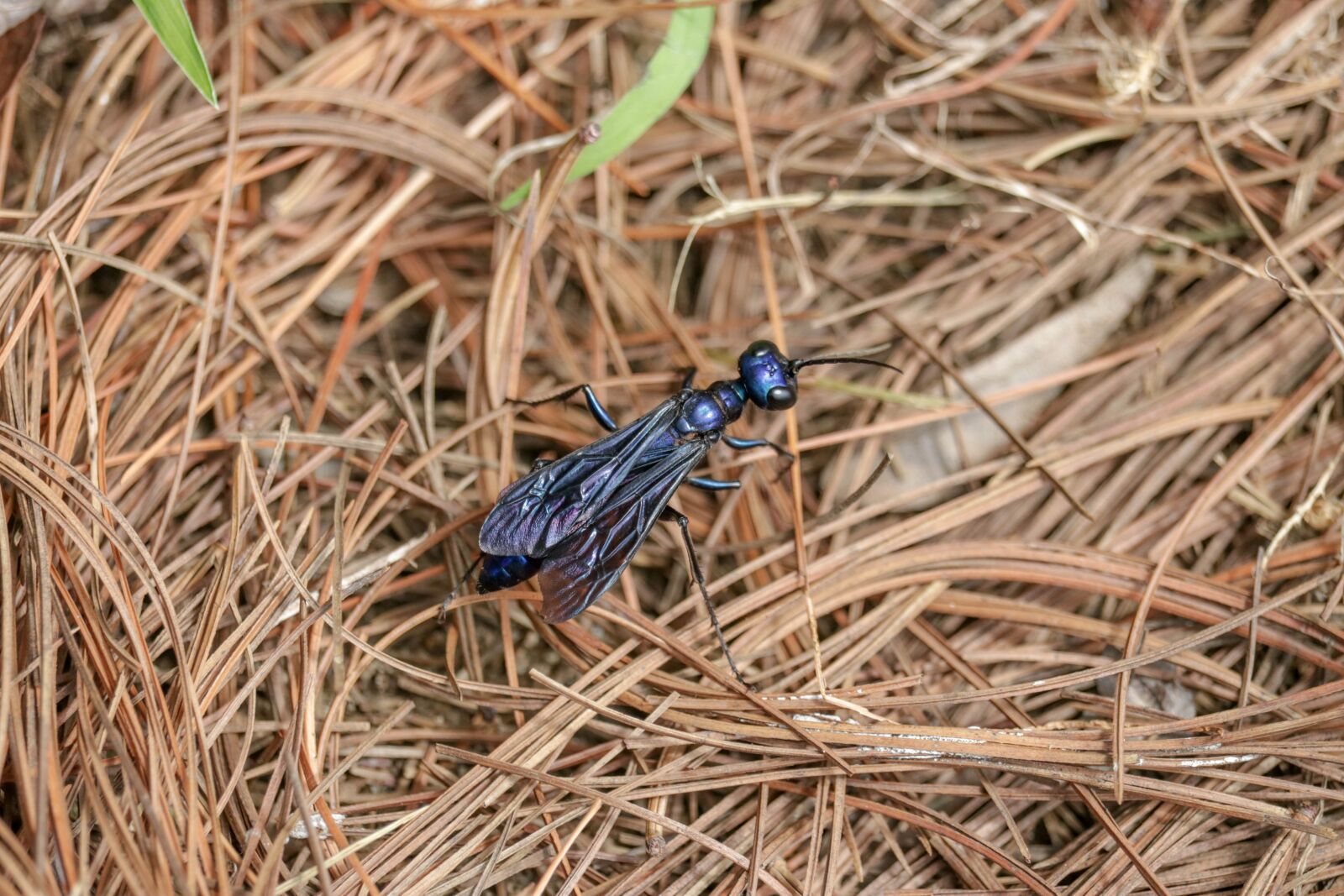 Canon EF-S 55-250mm F4-5.6 IS STM sample photo. Ant, bug, insect photography