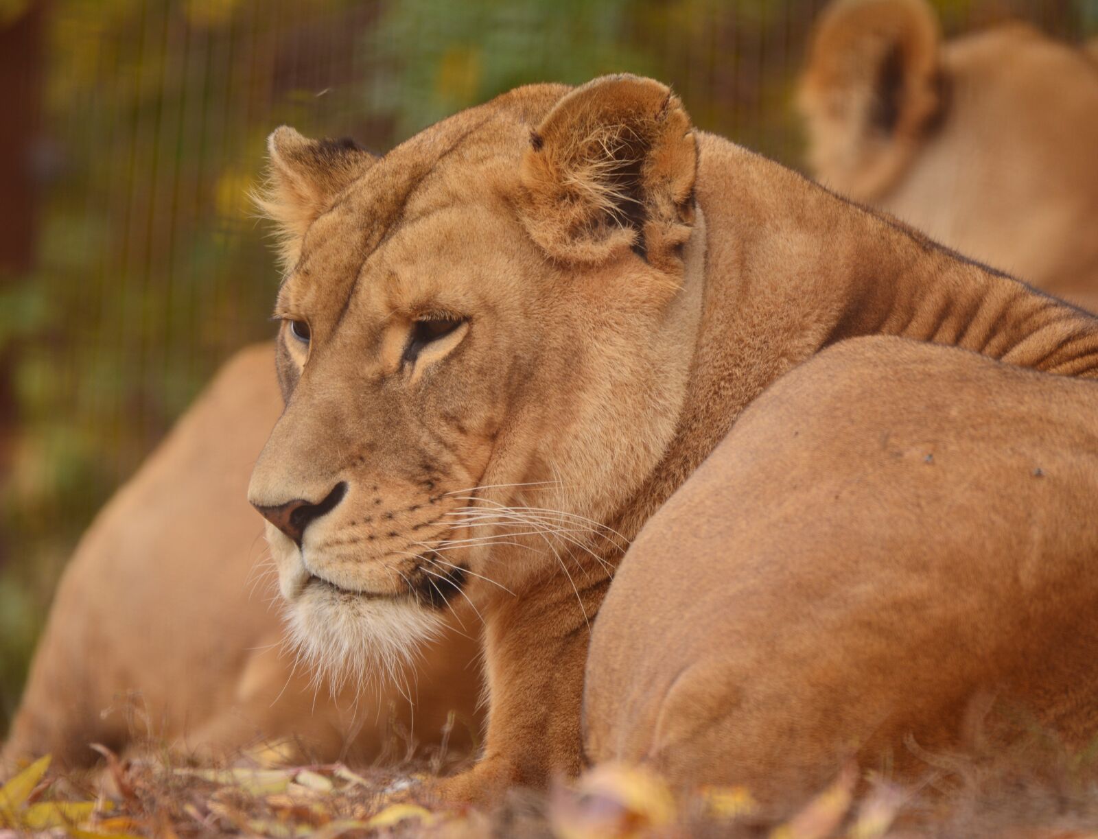 Nikon D5200 sample photo. Lion, zoo, predator photography
