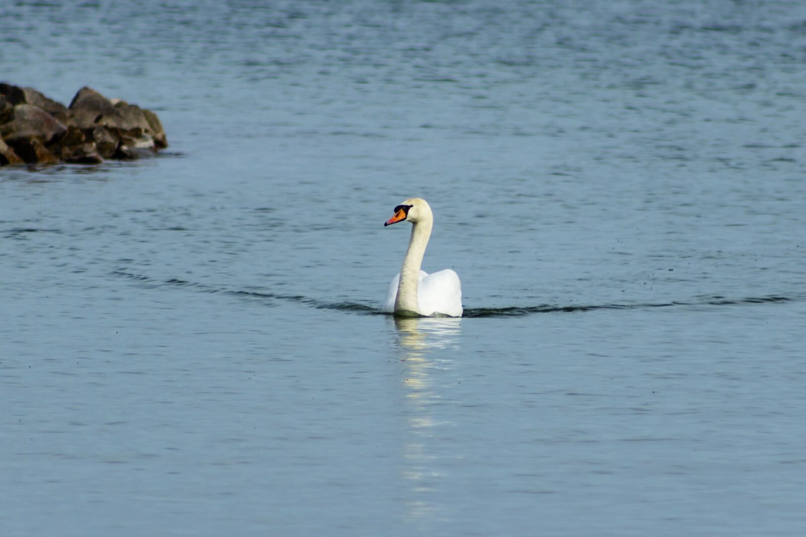 Canon EF75-300mm f/4-5.6 sample photo. Swan, mute swan, bird photography